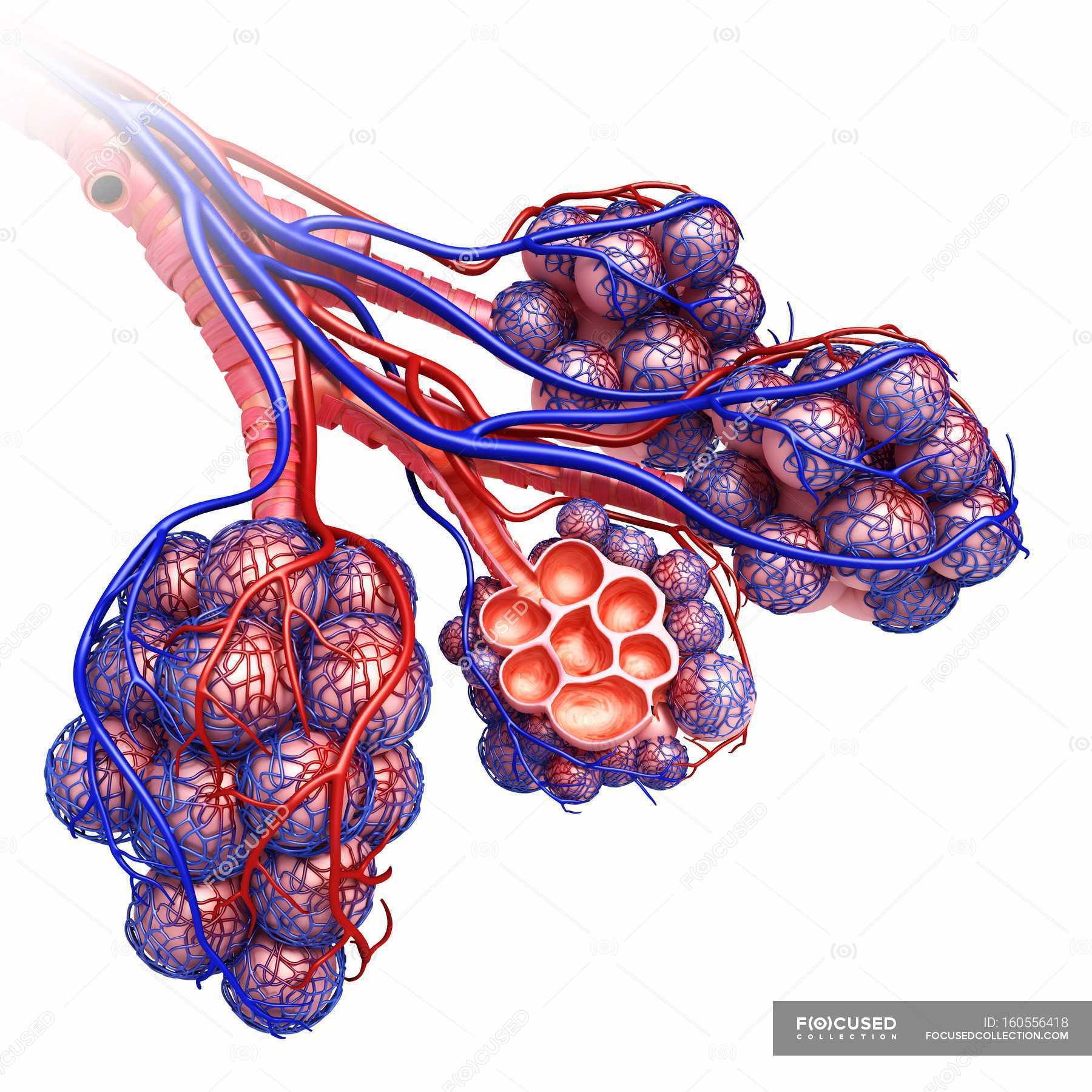 Alveolen Struktur Und Blut Versorgungsmaterial Medizinische Illustration Menschliche Anatomie