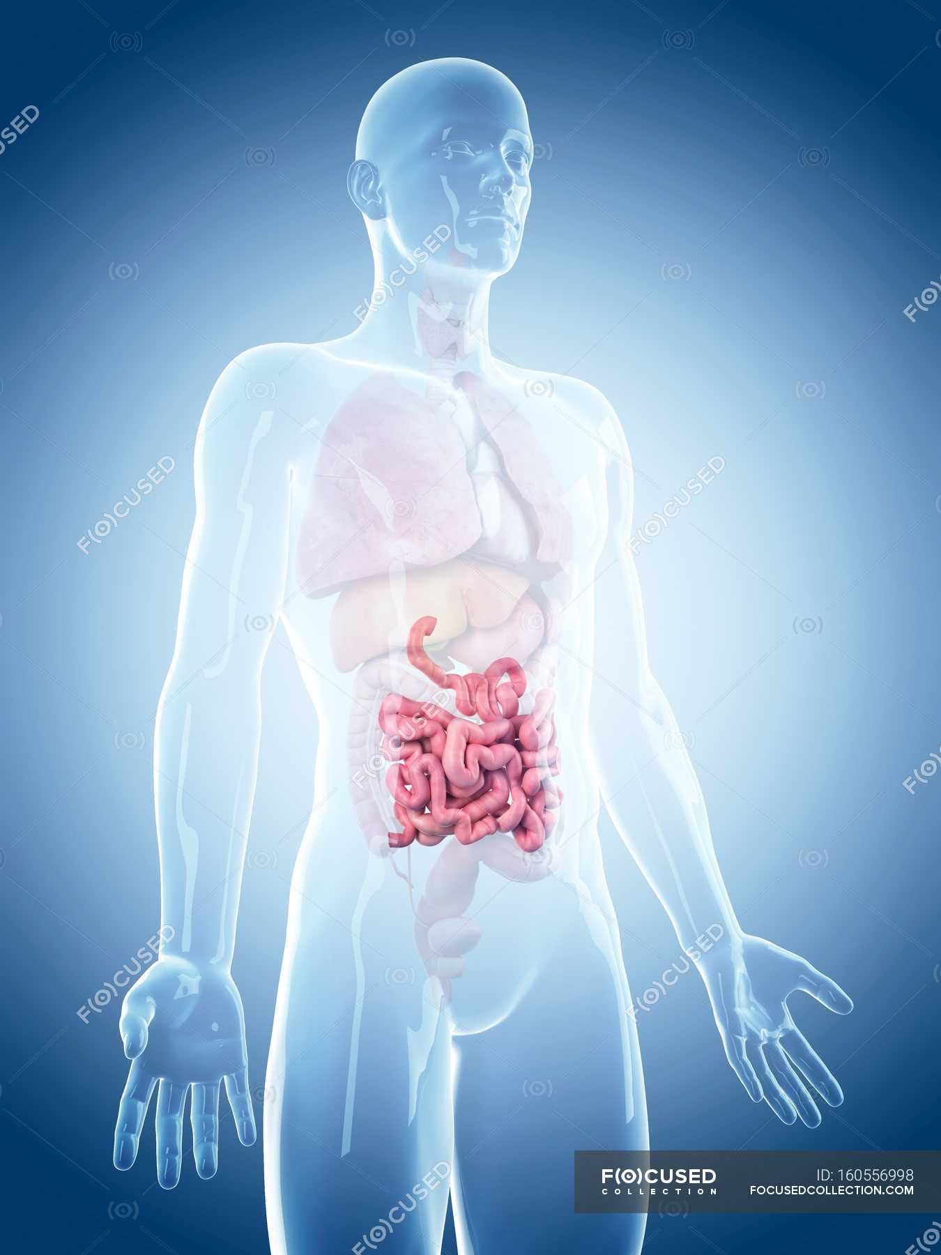 Healthy Small Intestine — Human Physiology, 3d - Stock Photo 