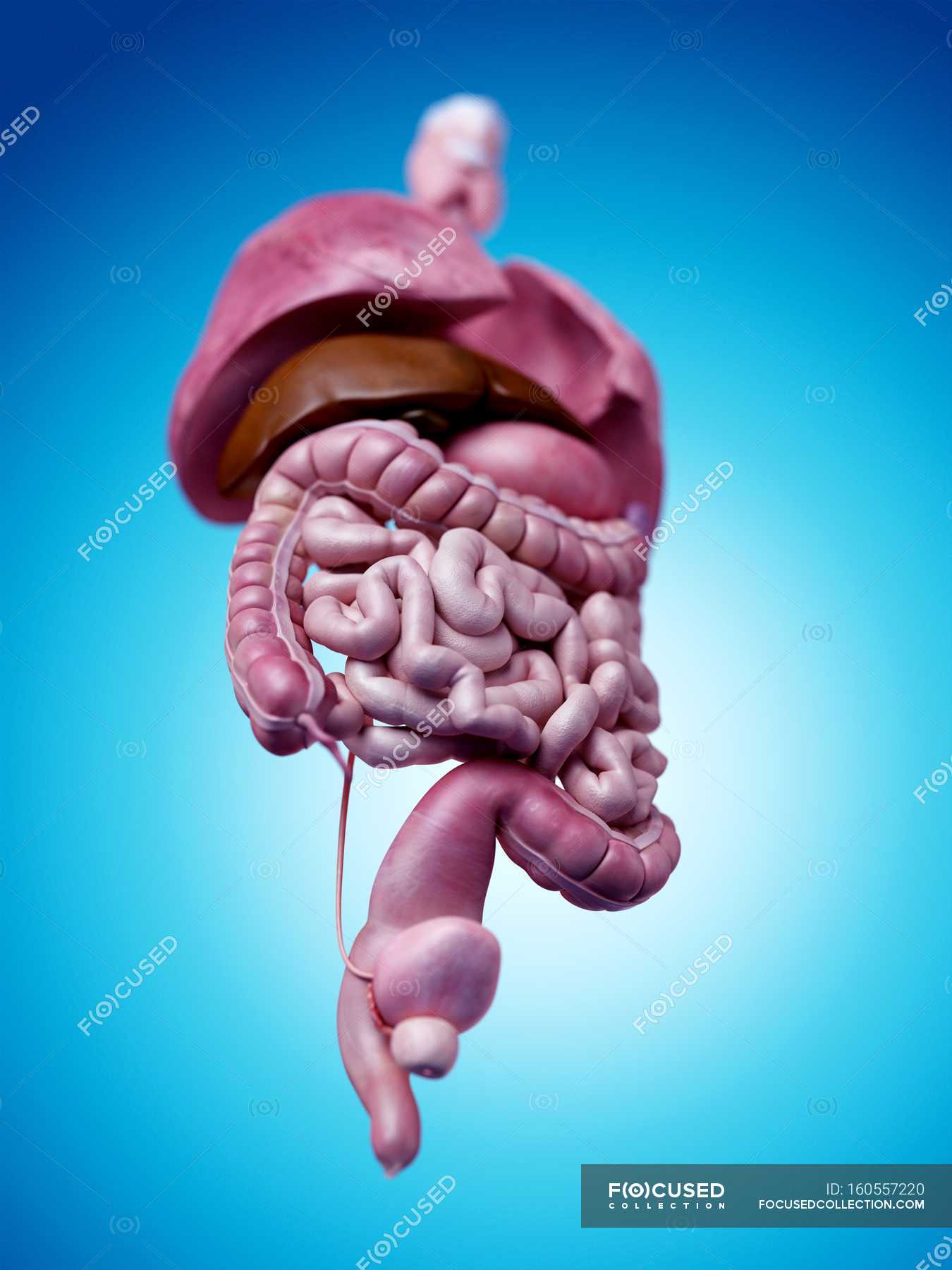 Skeletal system and internal organs — human anatomy, lungs - Stock ...