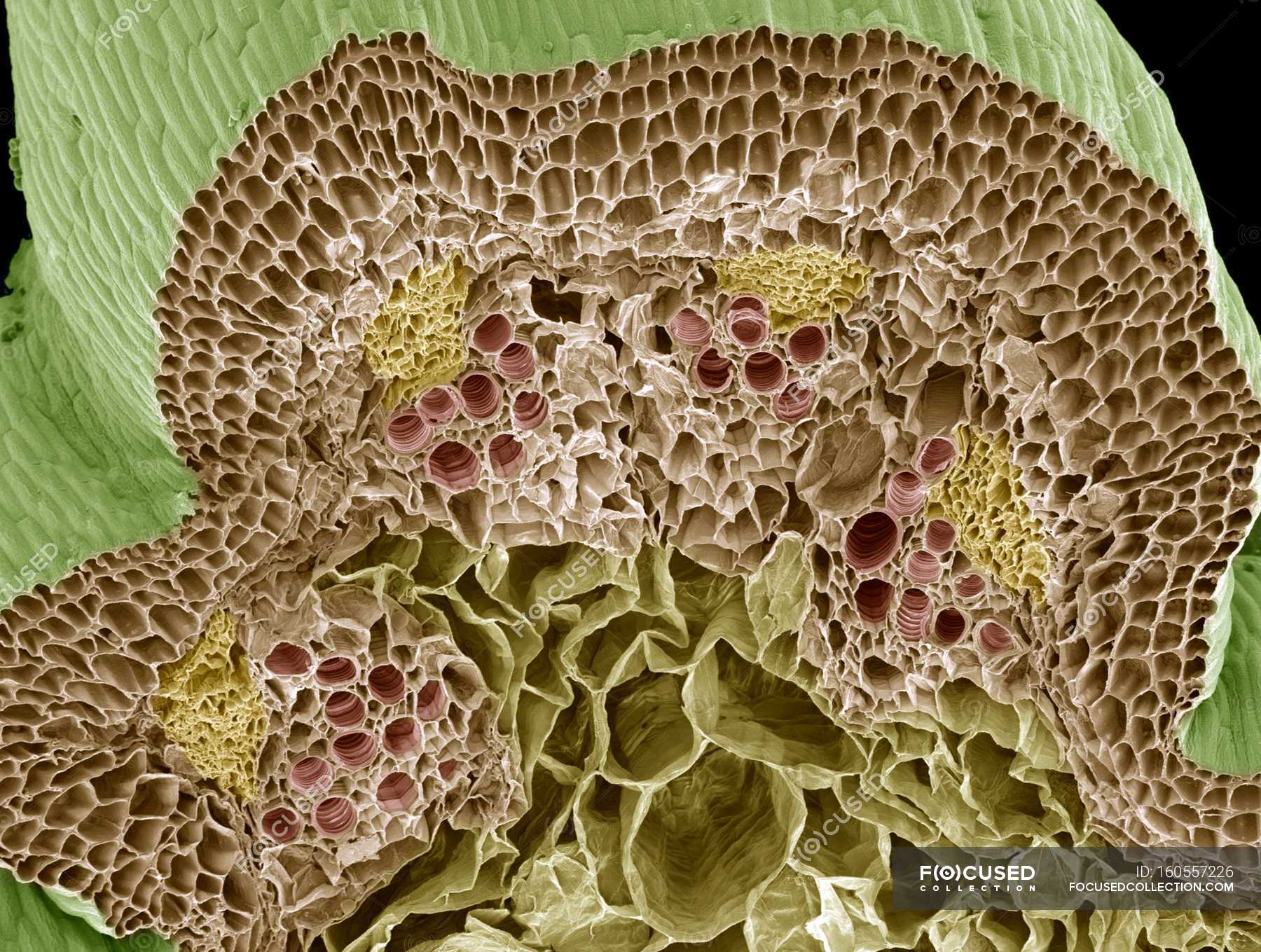 Coloured Scanning Electron Micrograph Sem Of A Freeze Fractured Nasturtium Stem Showing 0191