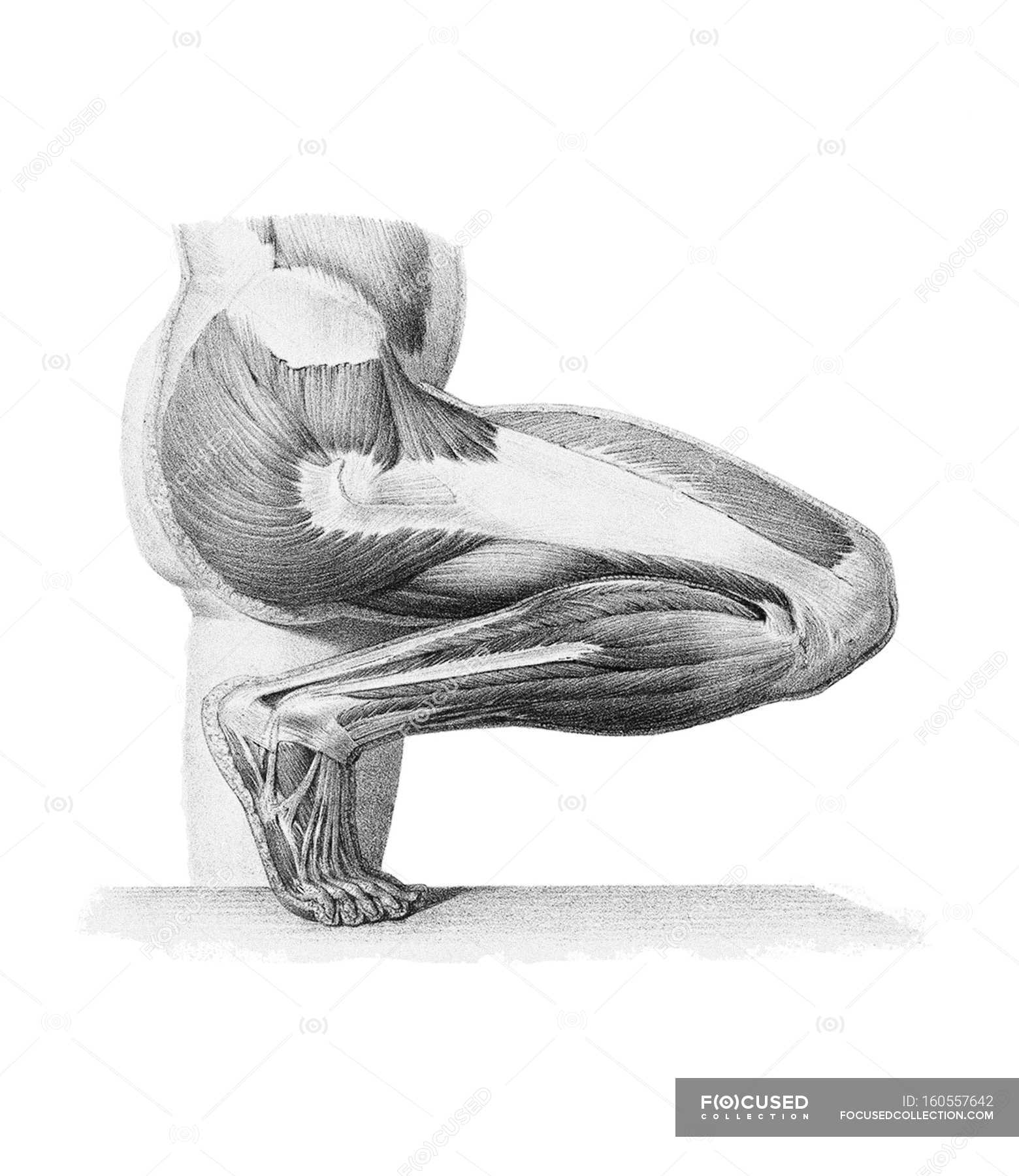 Leg musculature and structural anatomy — Crouching, reference - Stock ...