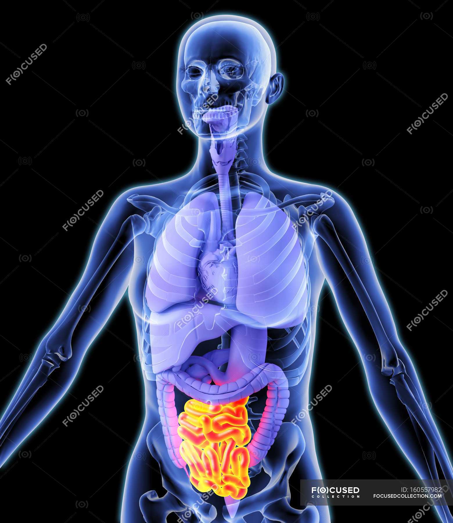 Healthy Colon And Internal Organs — Human, Digestive System - Stock 