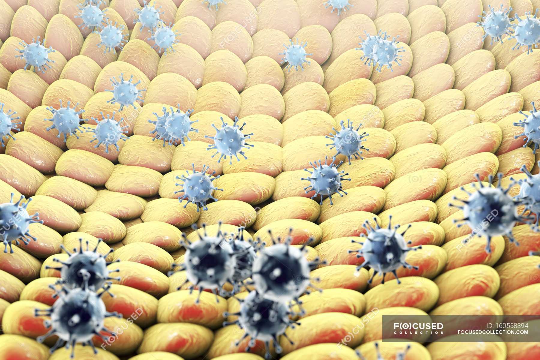 viruses-infecting-human-cells-t-cell-virus-species-stock-photo