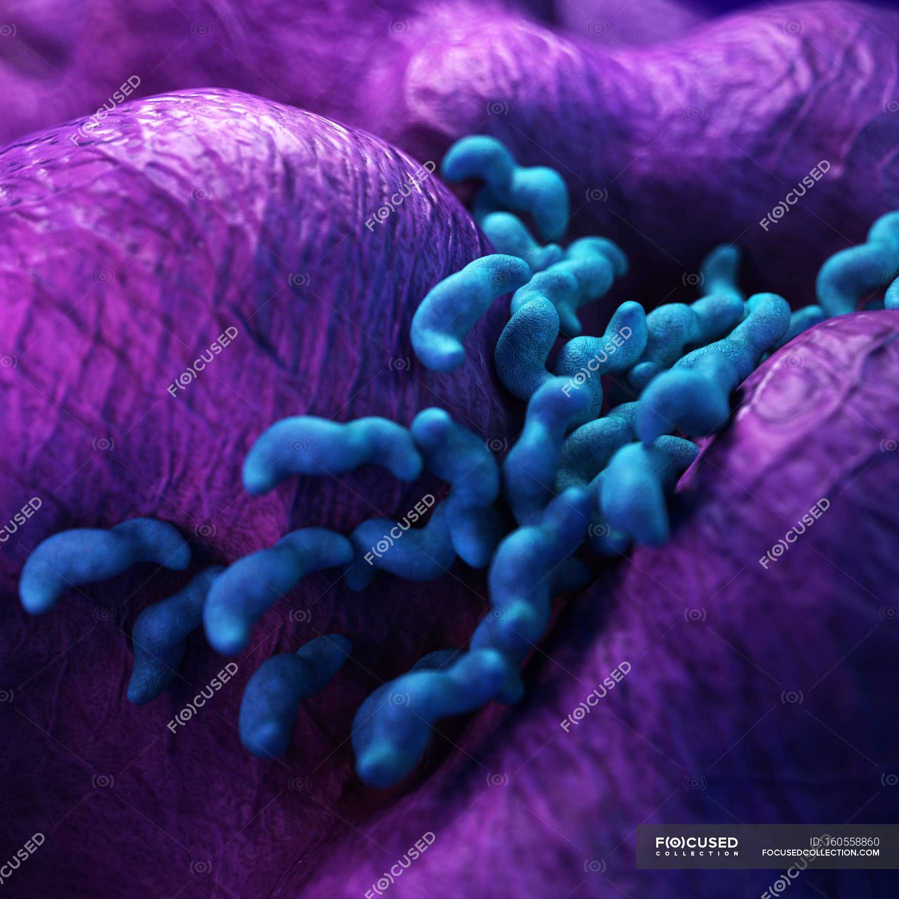 Campylobacter bacteria colony — harmful, illustration - Stock Photo ...