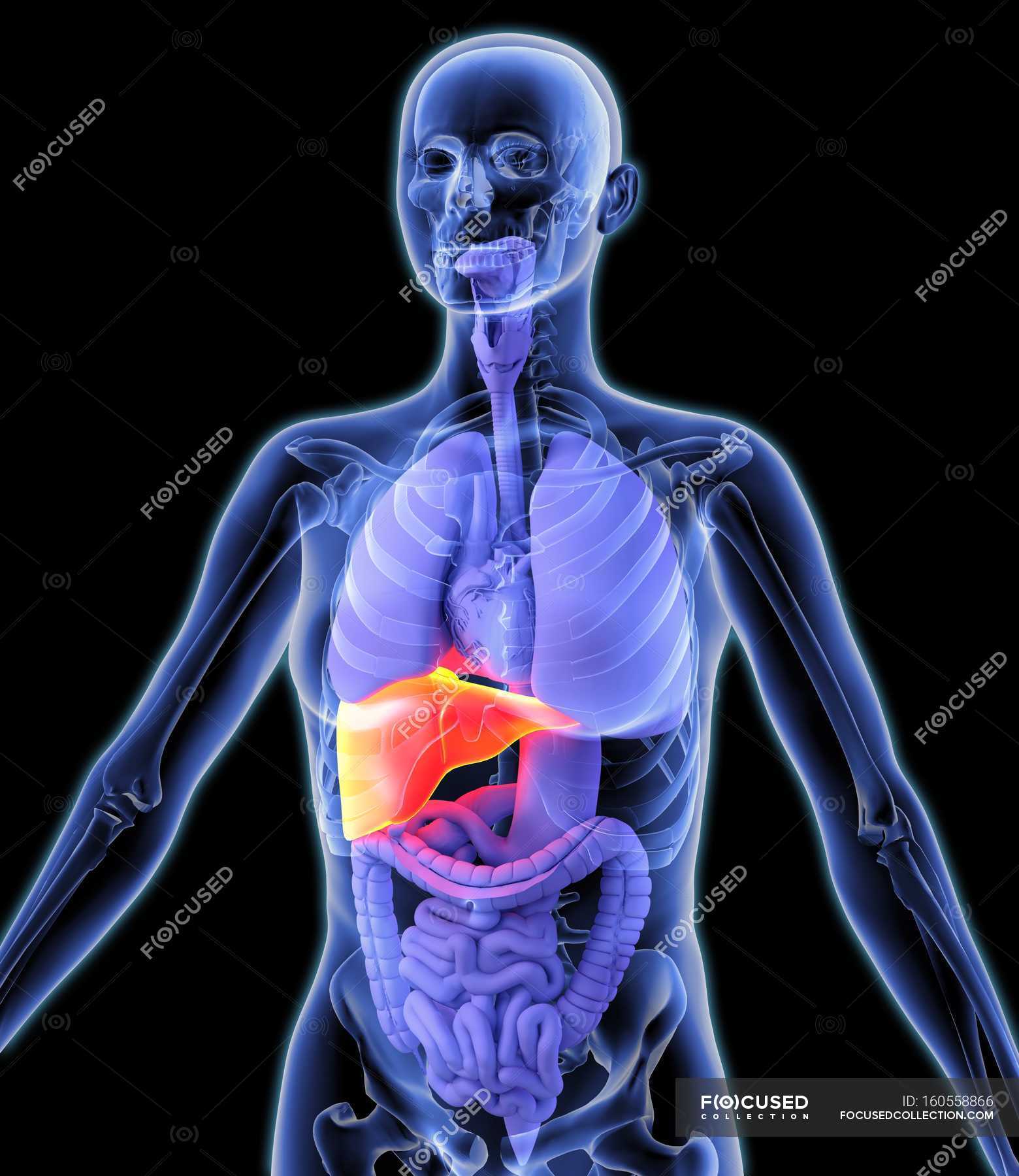 Healthy liver and internal organs — physiology, medical illustration ...