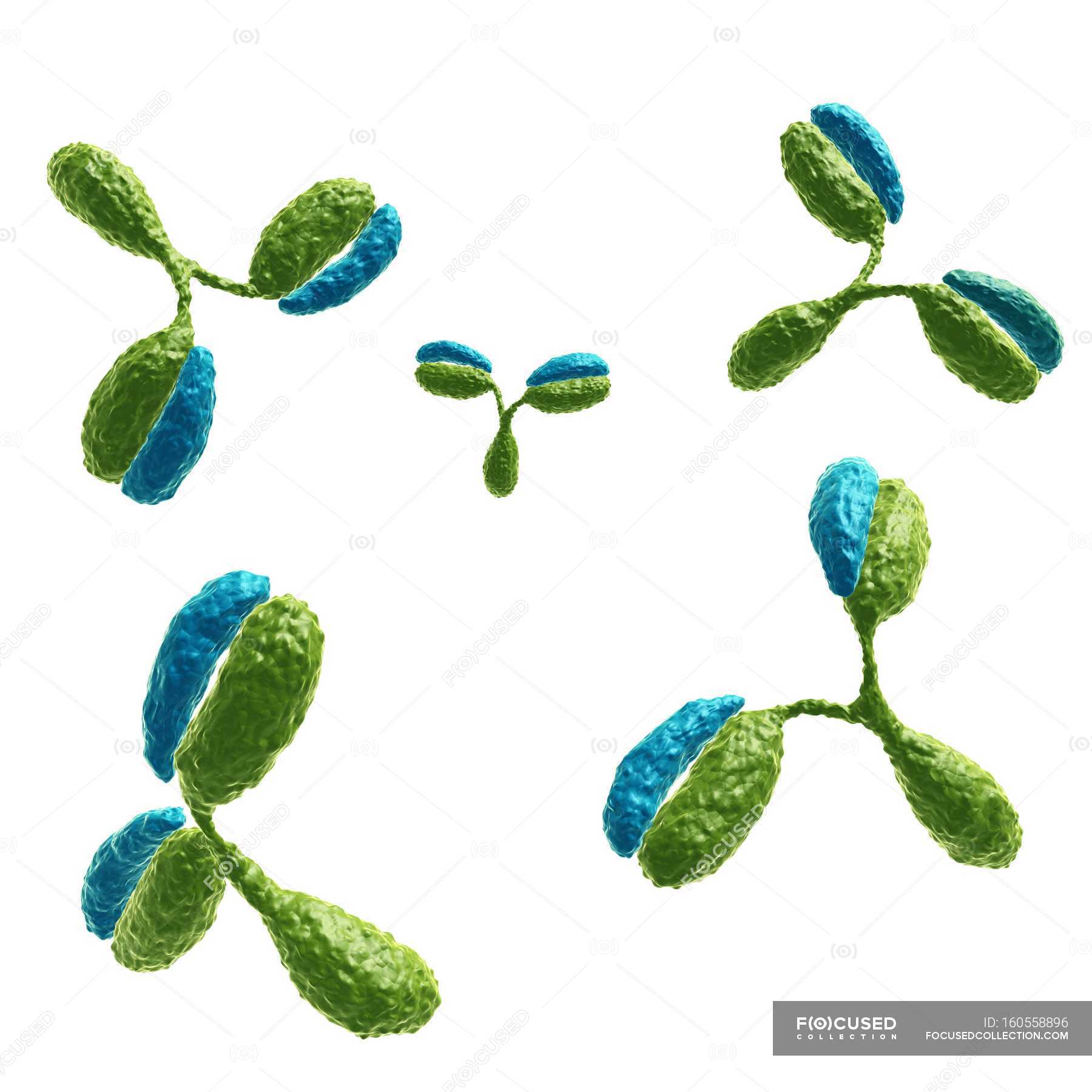 Are Antibodies Proteins?