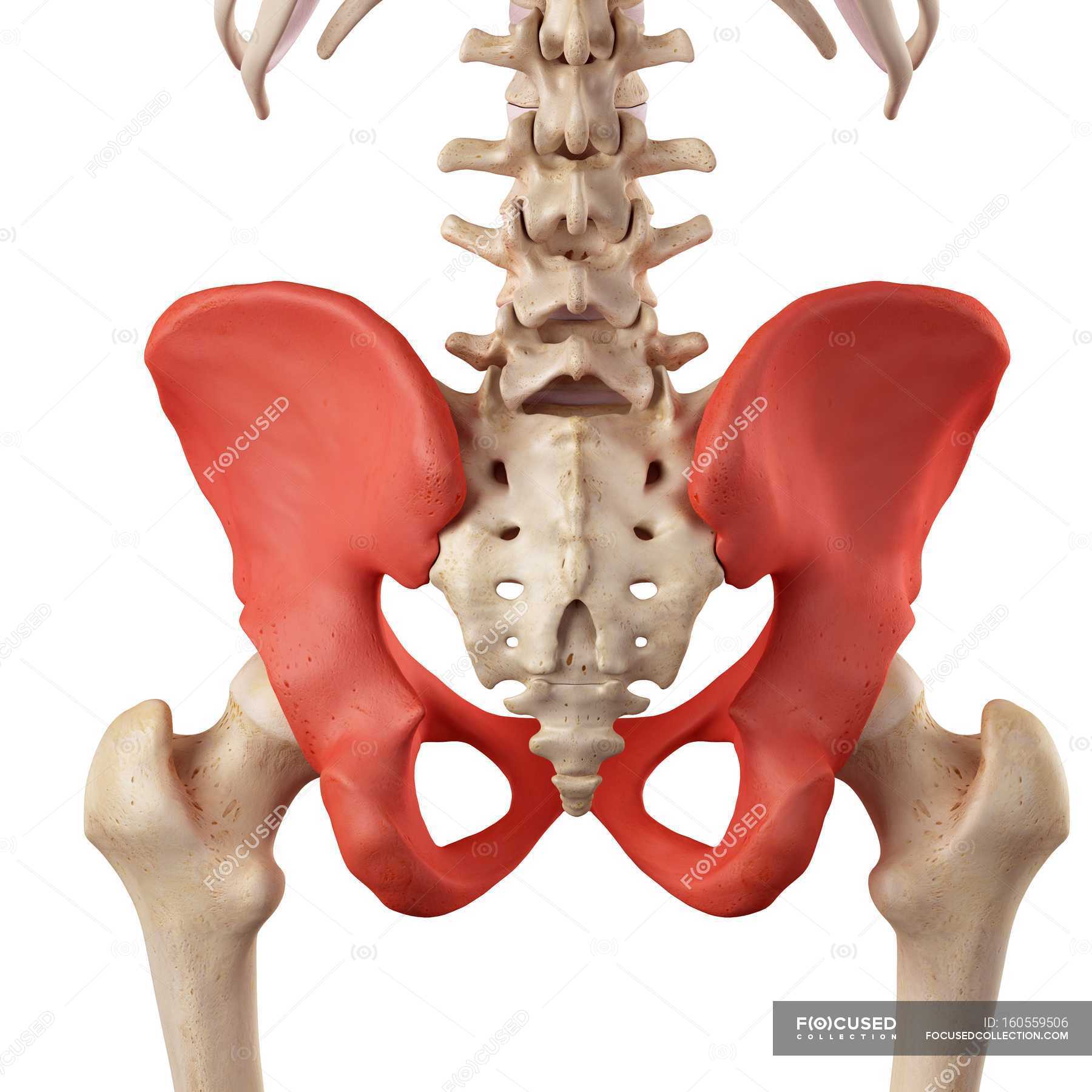 Human hip bones anatomy — white background, rear view - Stock Photo