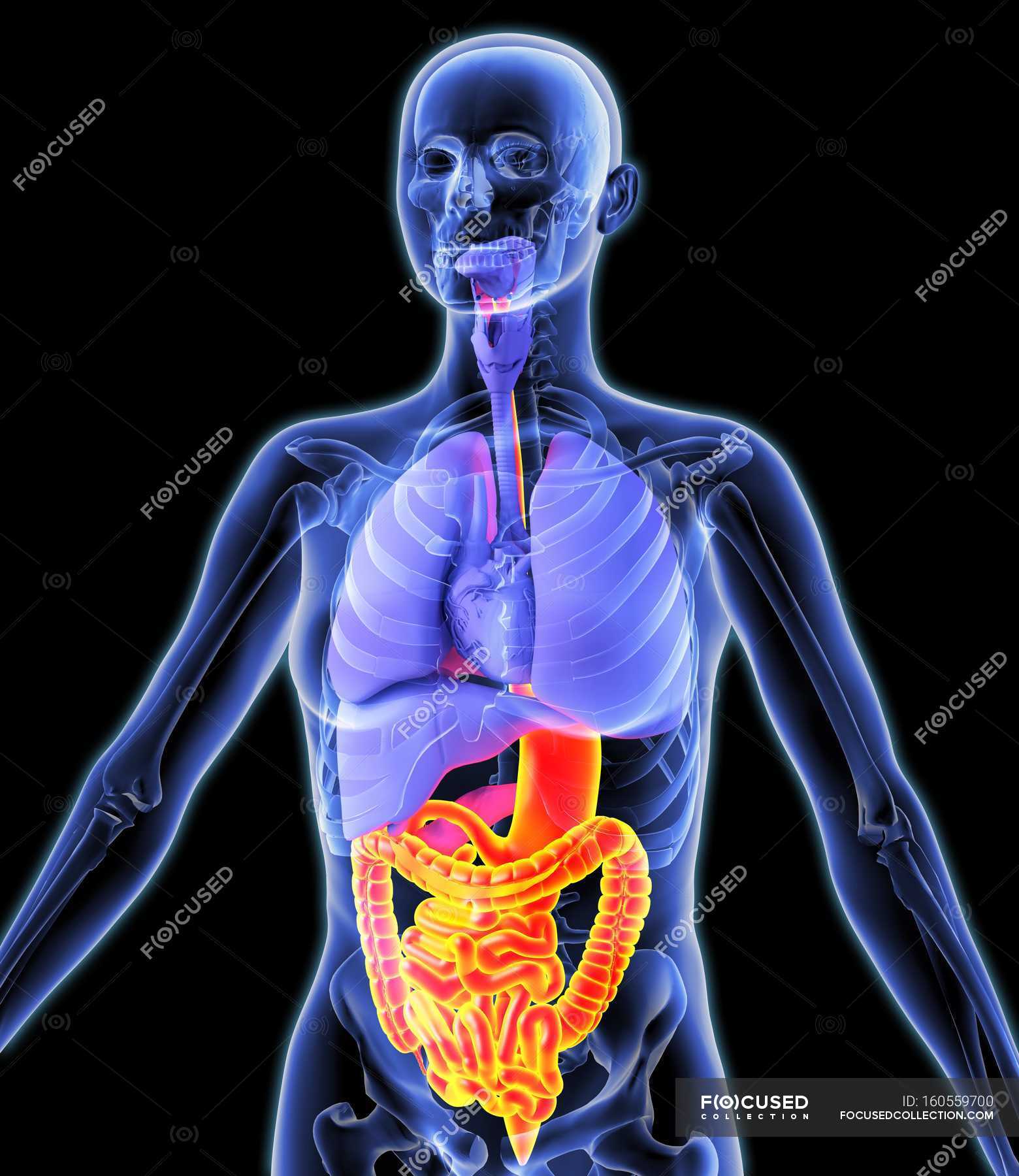 Digestive tract and internal organs — medical illustration, anatomical ...