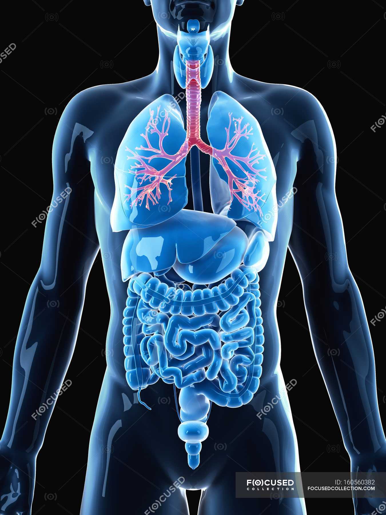 Normal human bronchi — anatomical, background - Stock Photo | #160560382