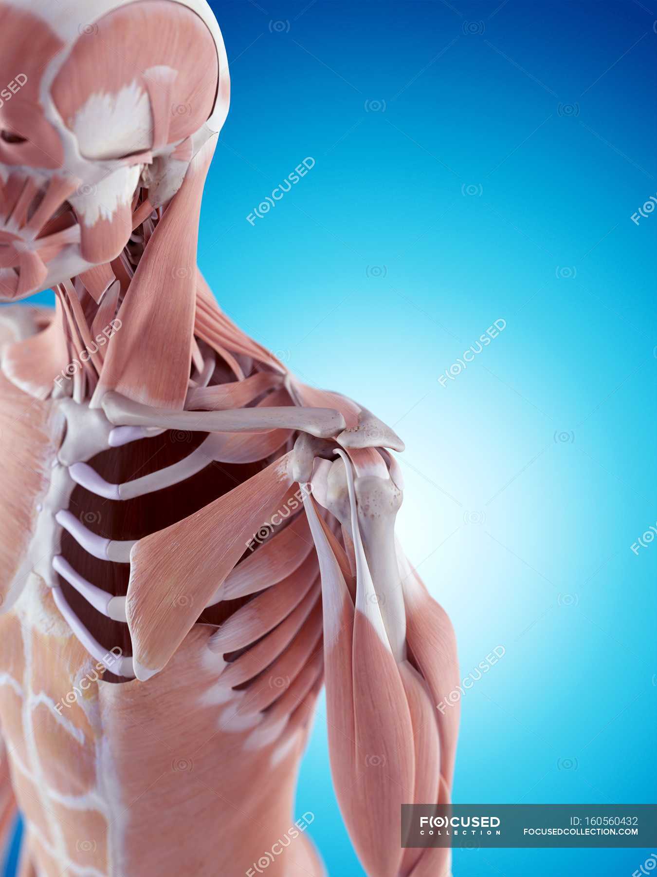 human shoulder bone structure