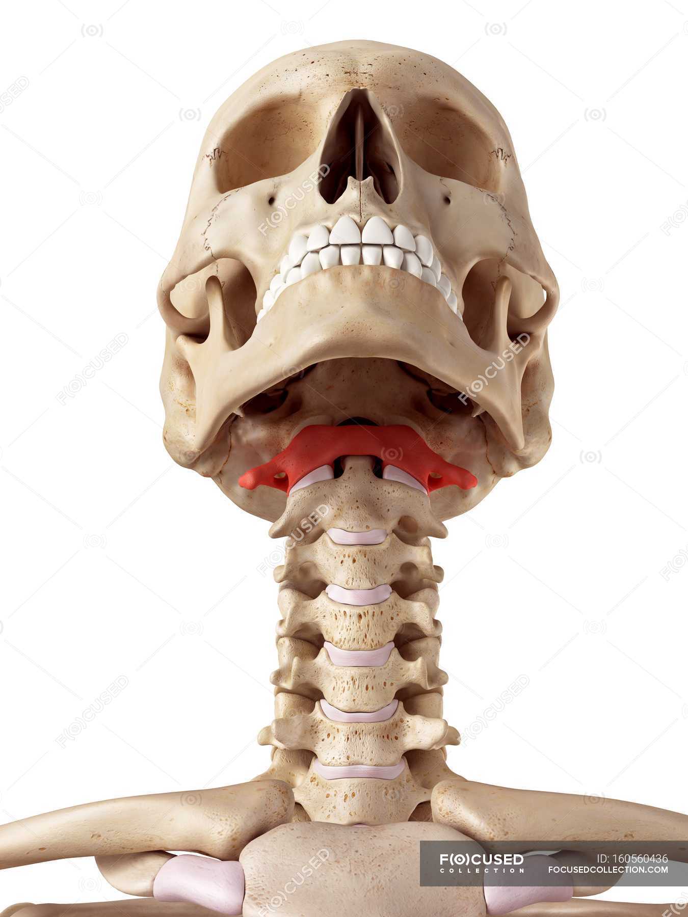 Knochen Eines Menschlichen Atlas — Totenkopf Gesundheit Stock Photo