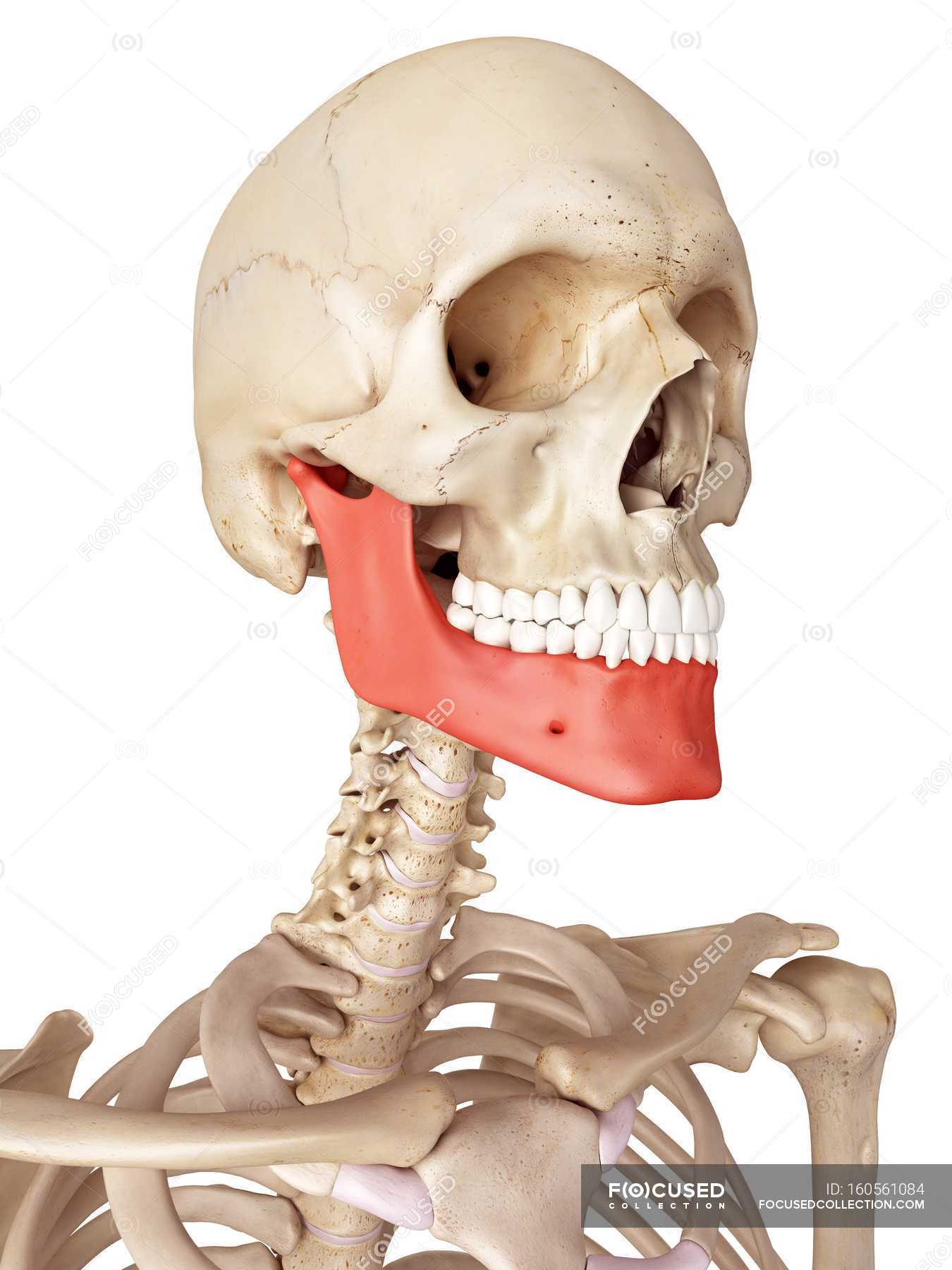 human-jaw-bone-anatomy-skeletal-system-3d-stock-photo-160561084