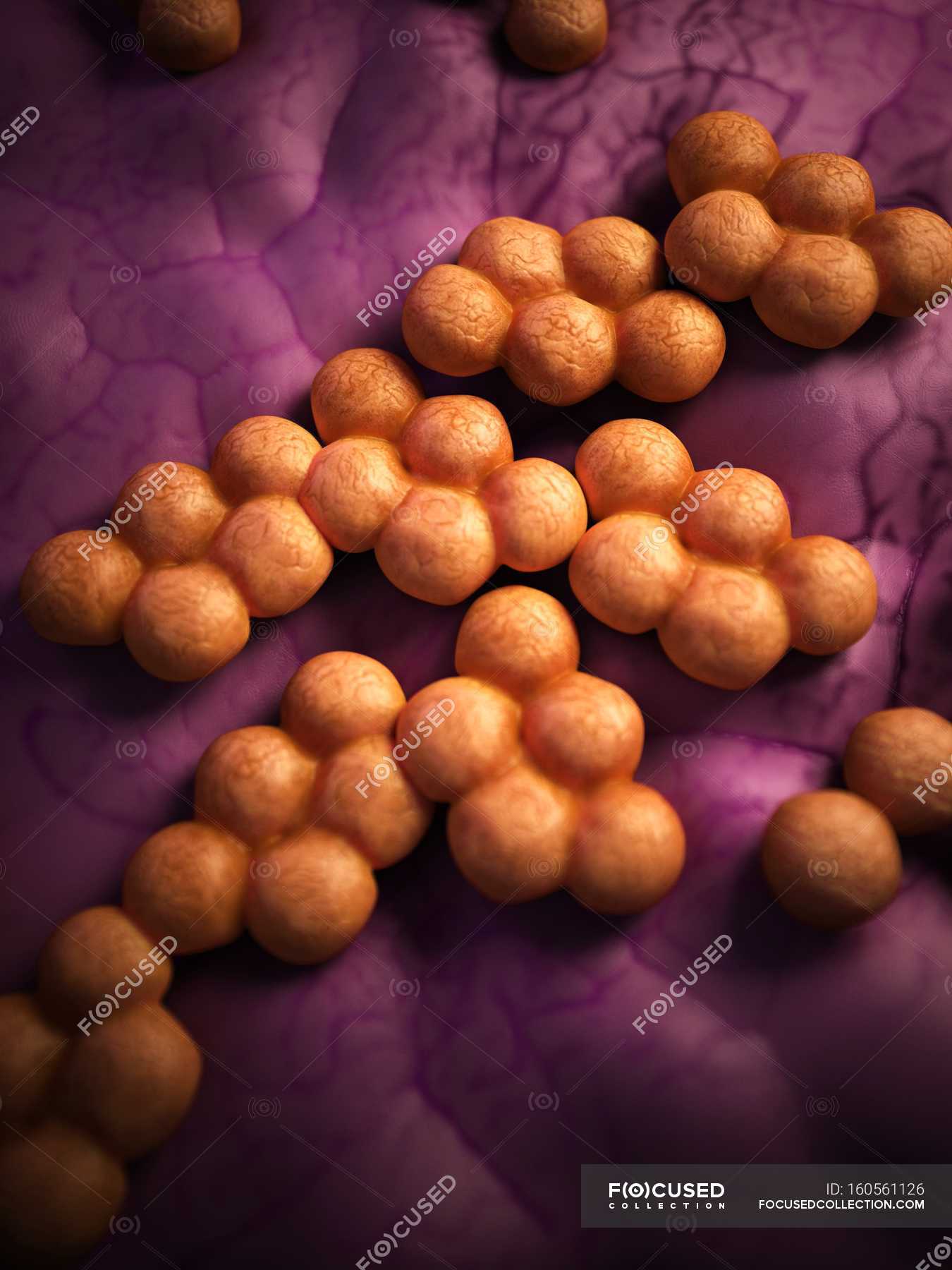 Methicillin-resistant Staphylococcus Aureus — Bacterium, Scientific ...