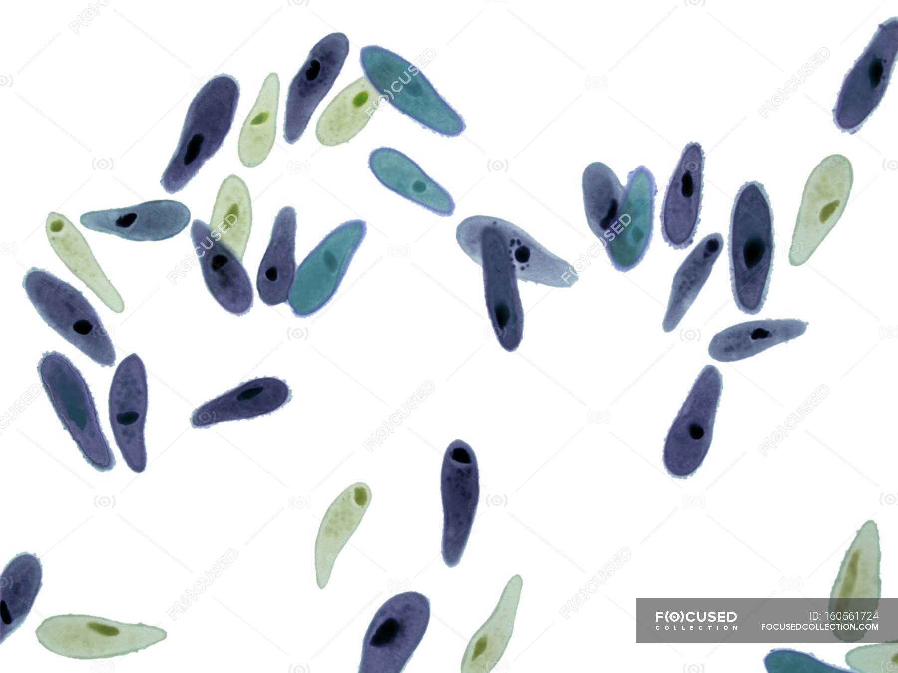 Paramecium sp. Einzellern — einzelne Zelle, einzeln zellig Stock