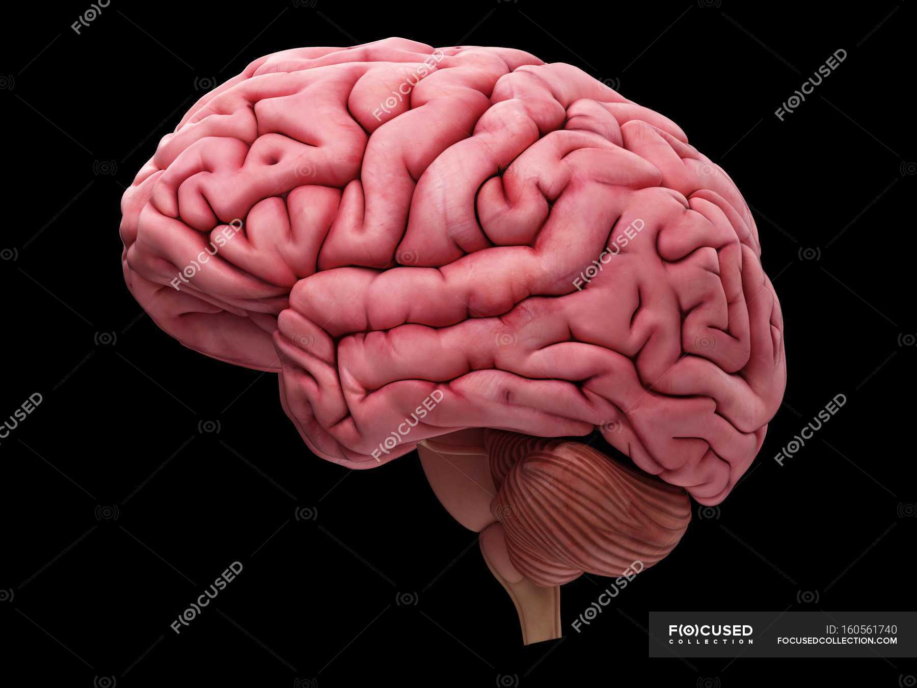 Human brain cross-section — brain folds, illustration - Stock Photo ...