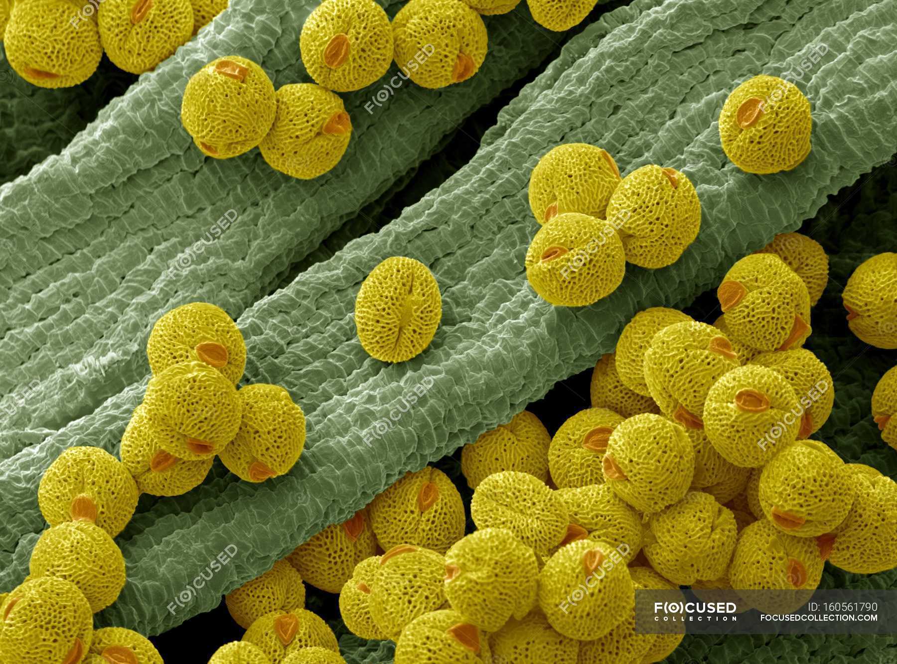 Pollen grains from a bellflower — flowering plants, sem - Stock Photo ...