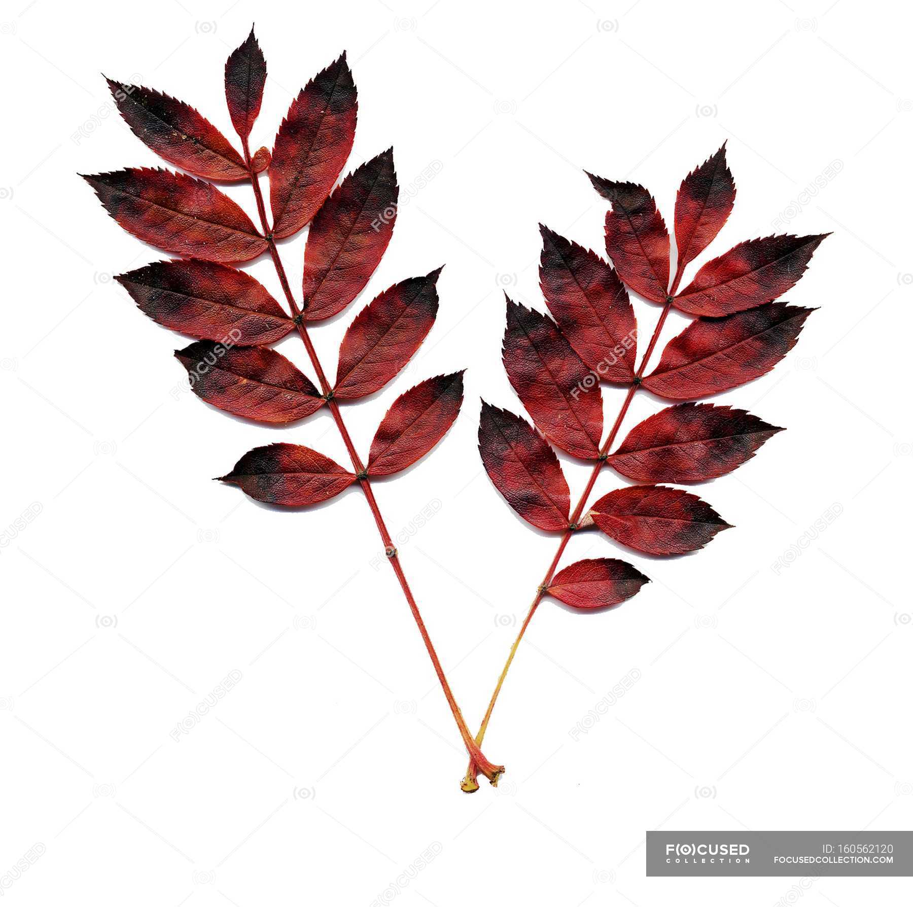 Autumn stems with leaves on white background. — tree leaves, nature - Stock  Photo | #160562120