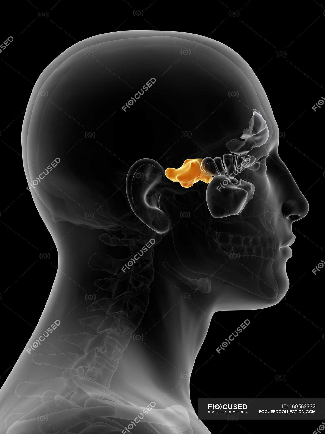 human-sinuses-structure-and-anatomy-computer-illustration-biology