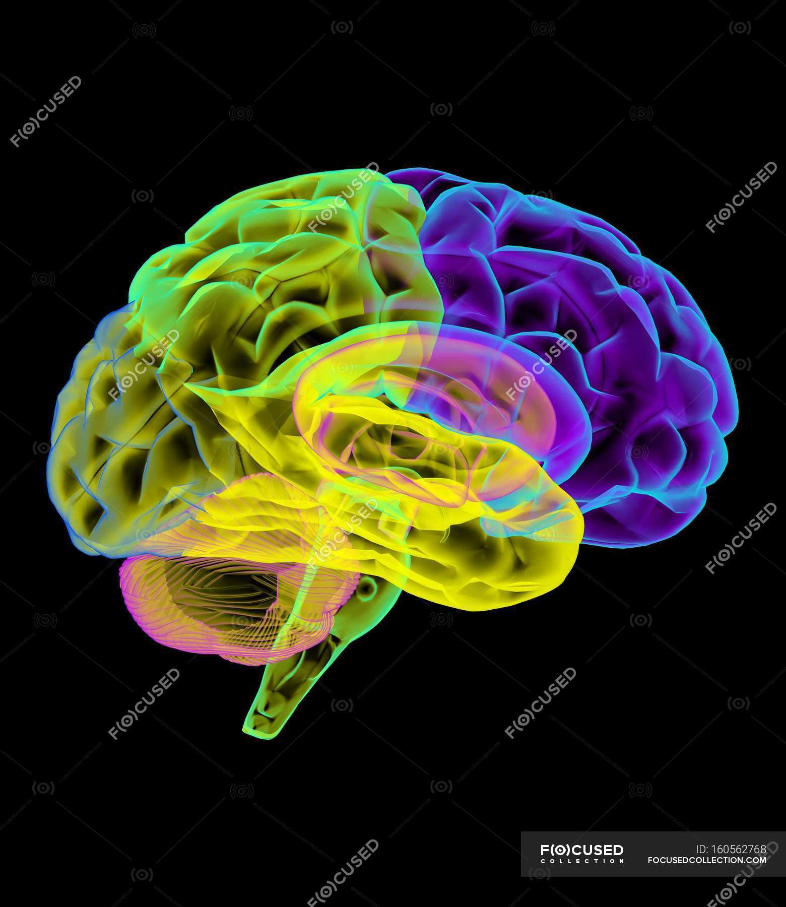 human-brain-anatomy-anatomical-normal-stock-photo-160562768