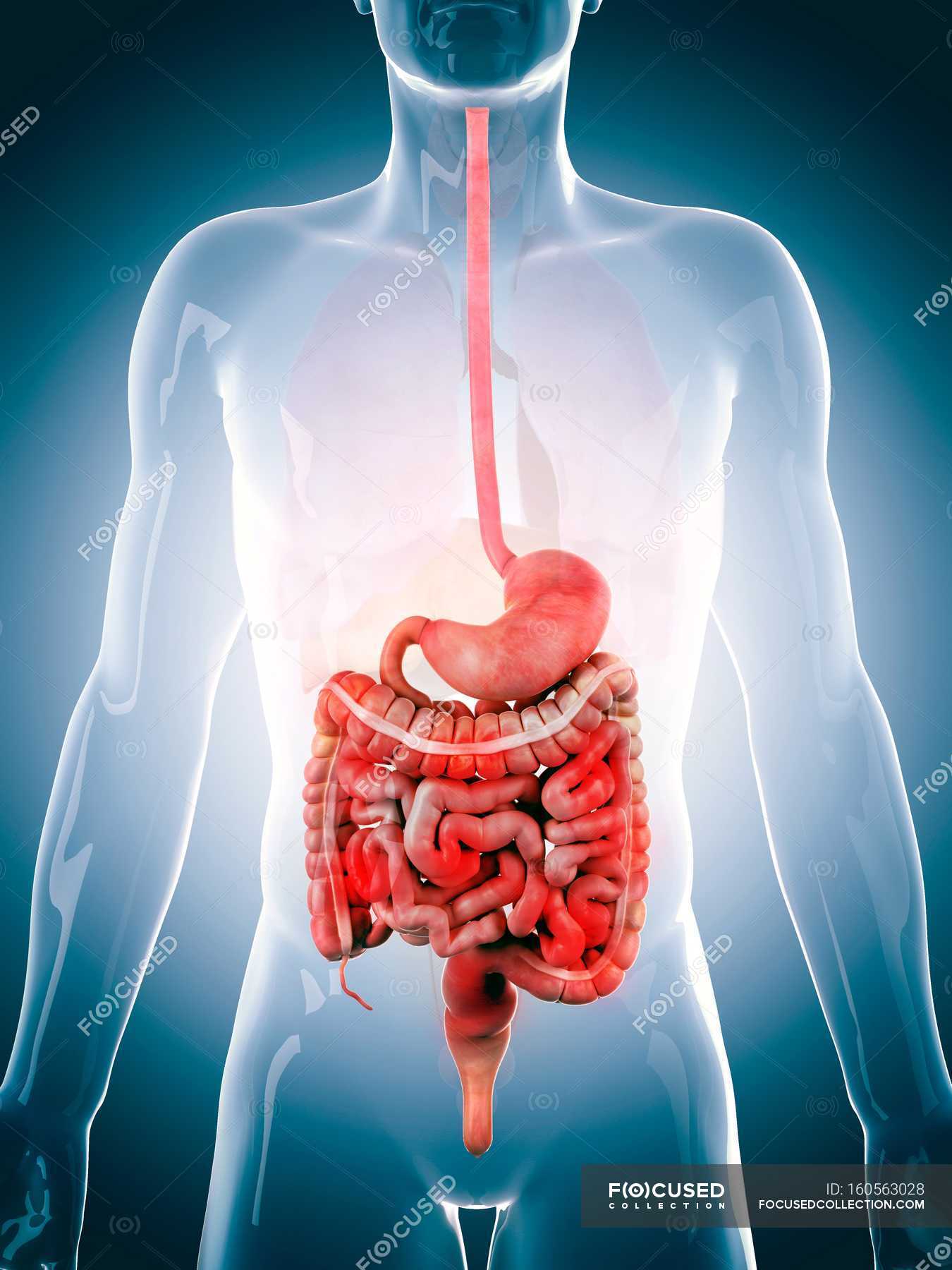 gastrointestinal-system-of-an-adult-artwork-illustration-stock