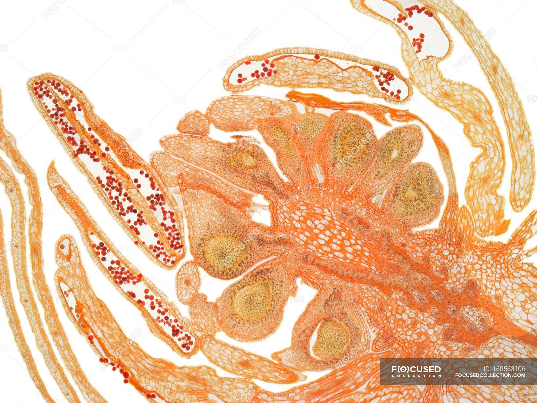 Section of a flower bud — ovary, biological Stock Photo 160563106