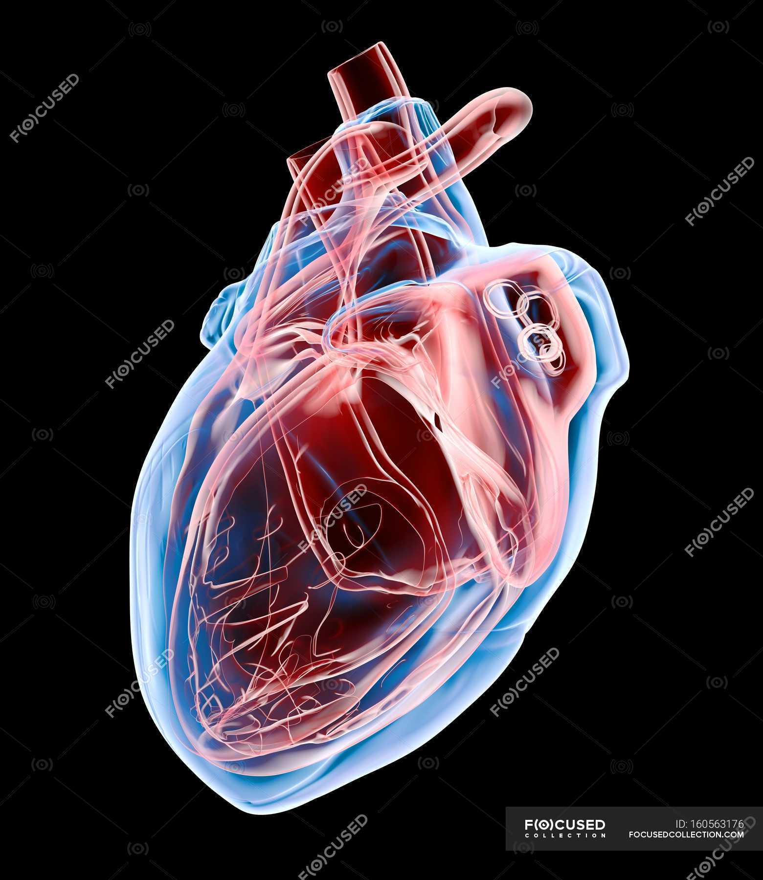 Песню сердце клетка сердце сердце клеткам. Искусственное сердце. Клетка человеческого сердца. Сердце из клеток человека.