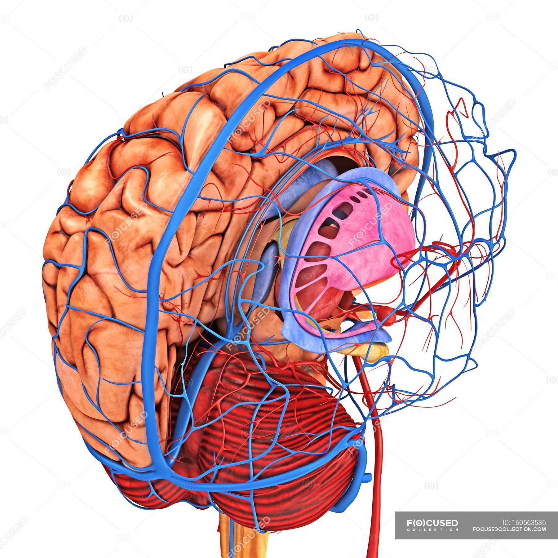 Blood Supply To Brain Diagram