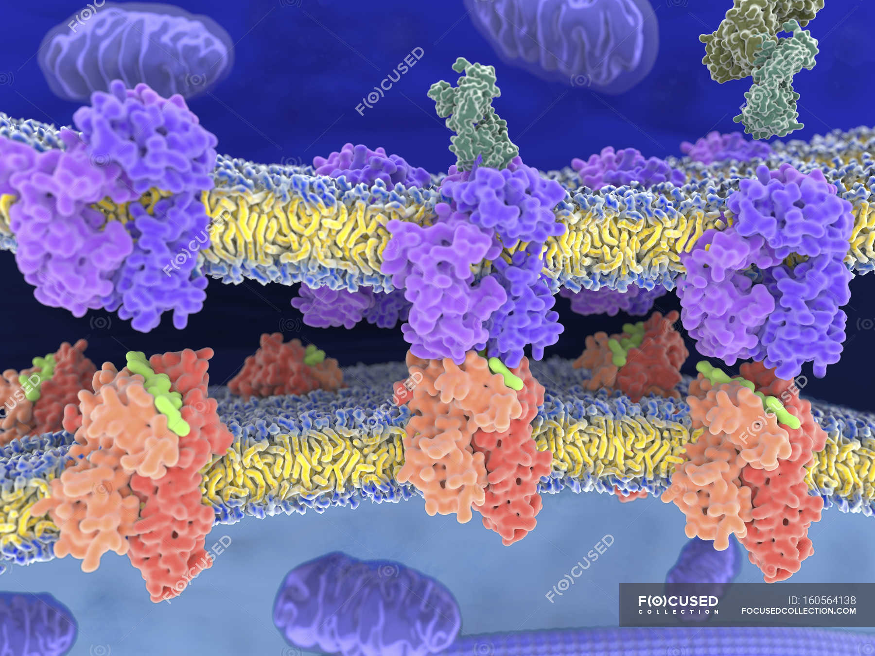 T-cell receptor-MHC-antigen complexes — immunology, antigen presenting ...