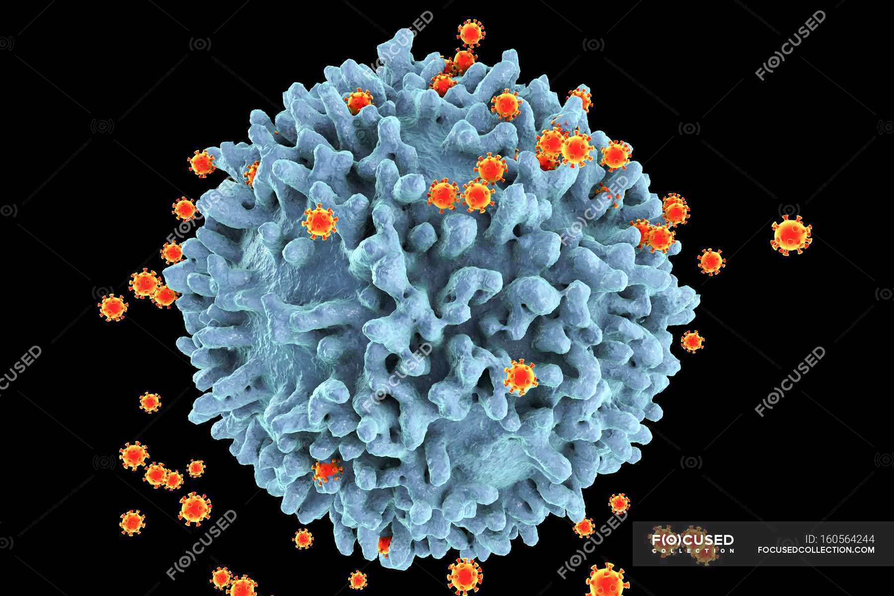 HIV Viruses Infecting T Lymphocyte Cell Large T Cell Stock Photo   Focused 160564244 Stock Photo Hiv Viruses Infecting T Lymphocyte 