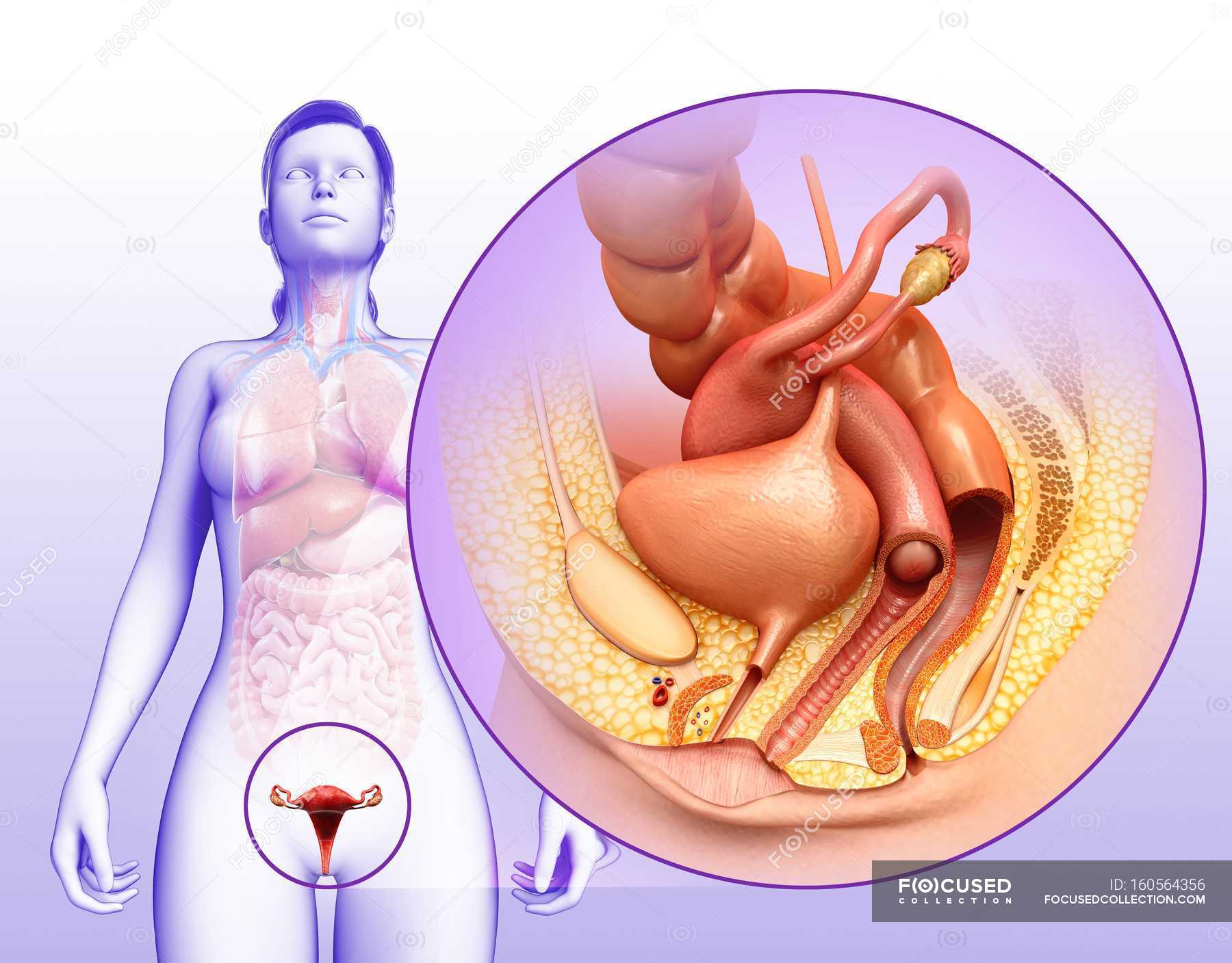 Внутренние органы репродуктивной системы женщины