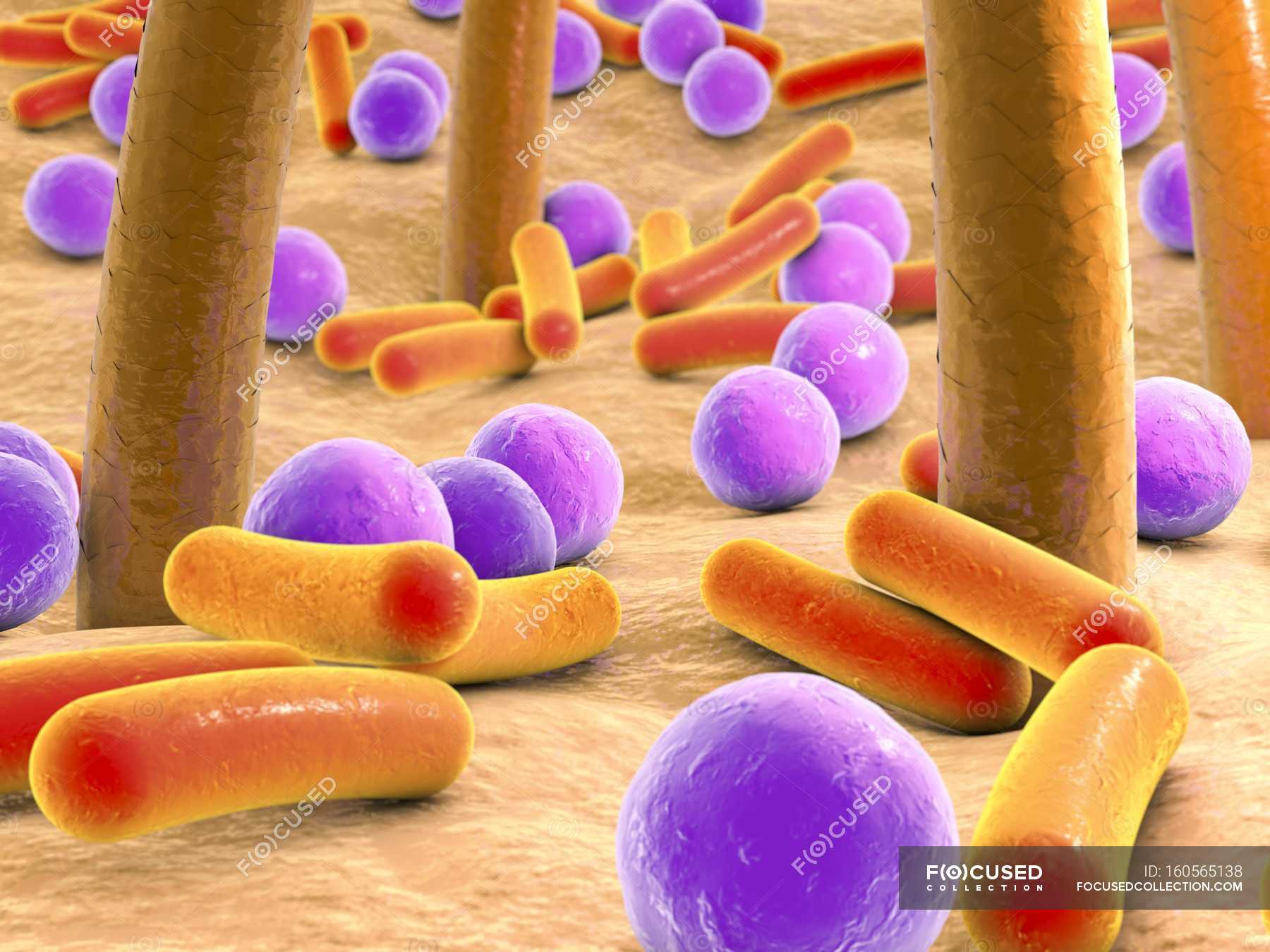 Bacteria on human skin — microbe, microflora - Stock Photo | #160565138