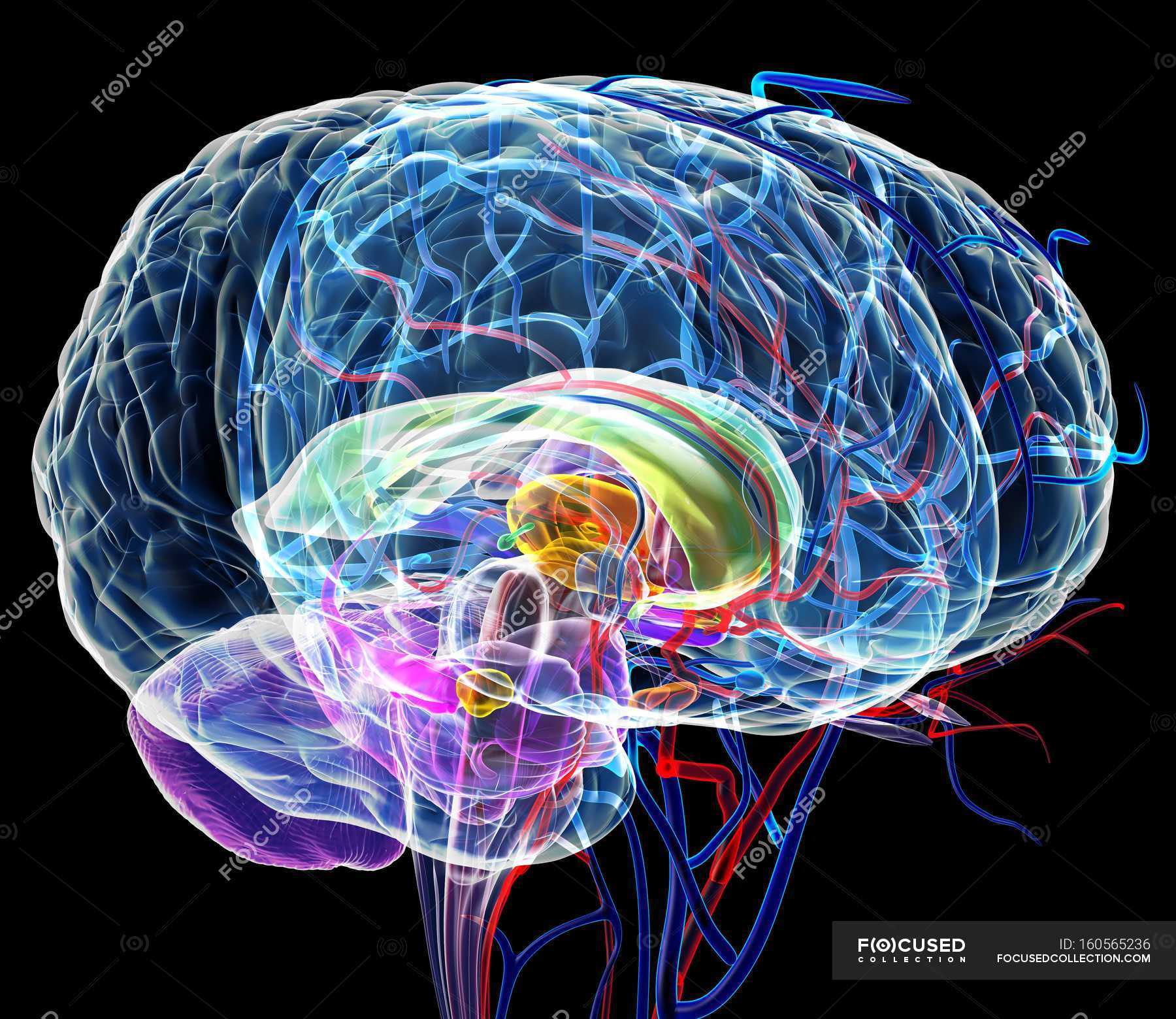 Cerebello e corpus callosum — cervello, anatomia Stock Photo 160565236