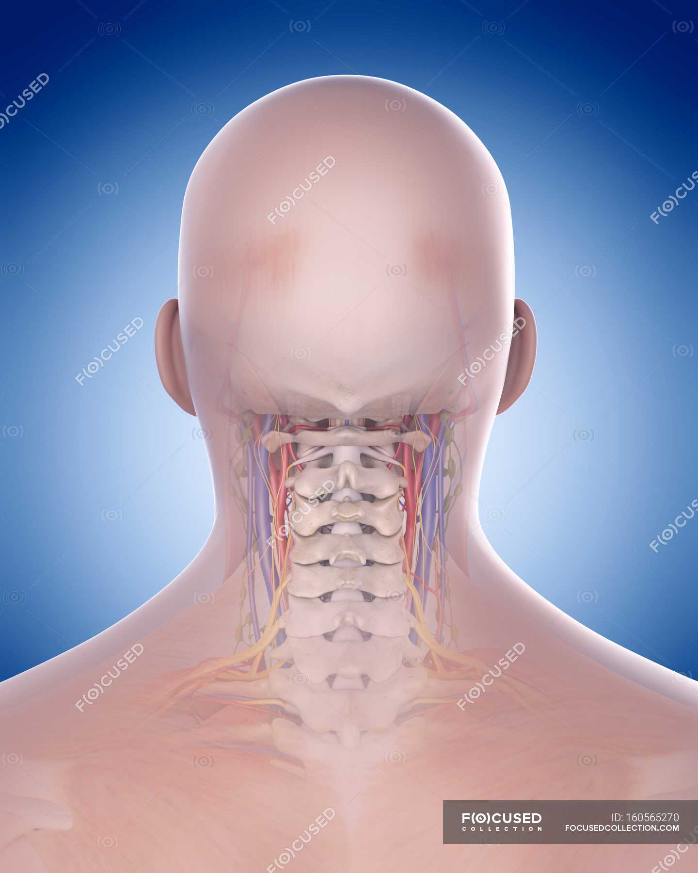 Шея внутри. Шея. Позвоночник шея анатомия. Шея вид сзади. Шея человека сзади.