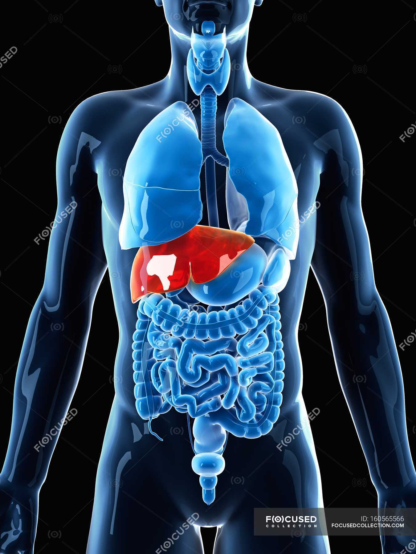 human anatomy organs liver