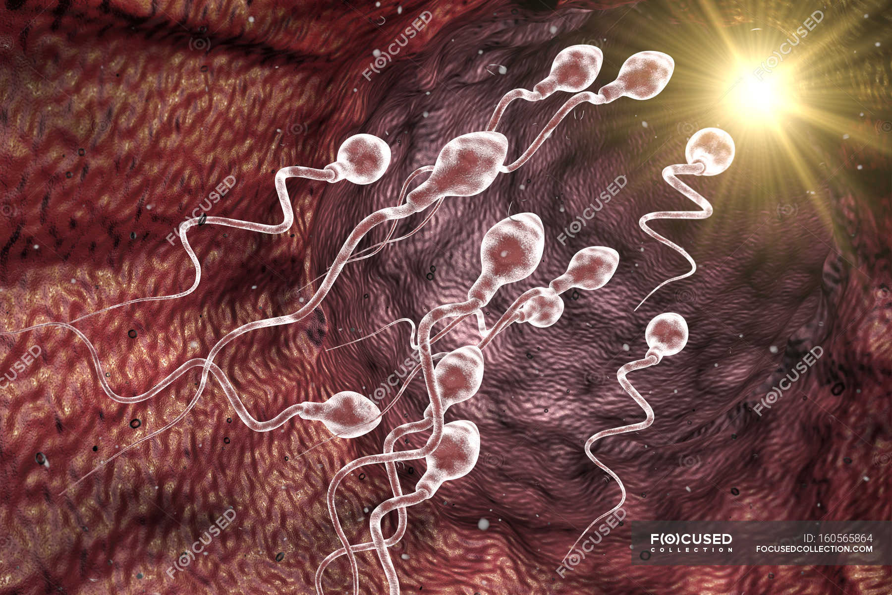 видео как проходит сперма в матку фото 57