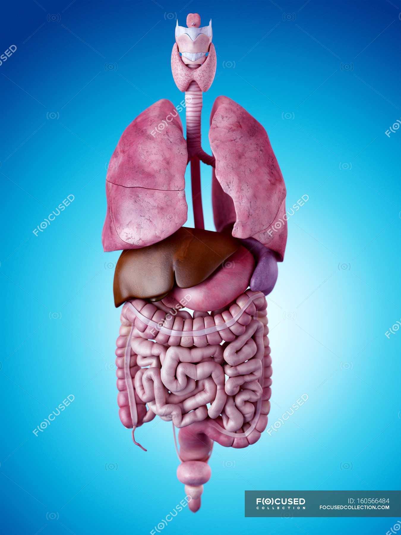 Skeletal system and internal organs — stomach, intestine - Stock Photo