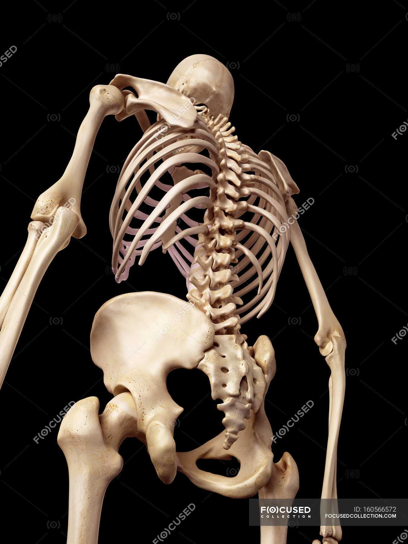 human bone structure