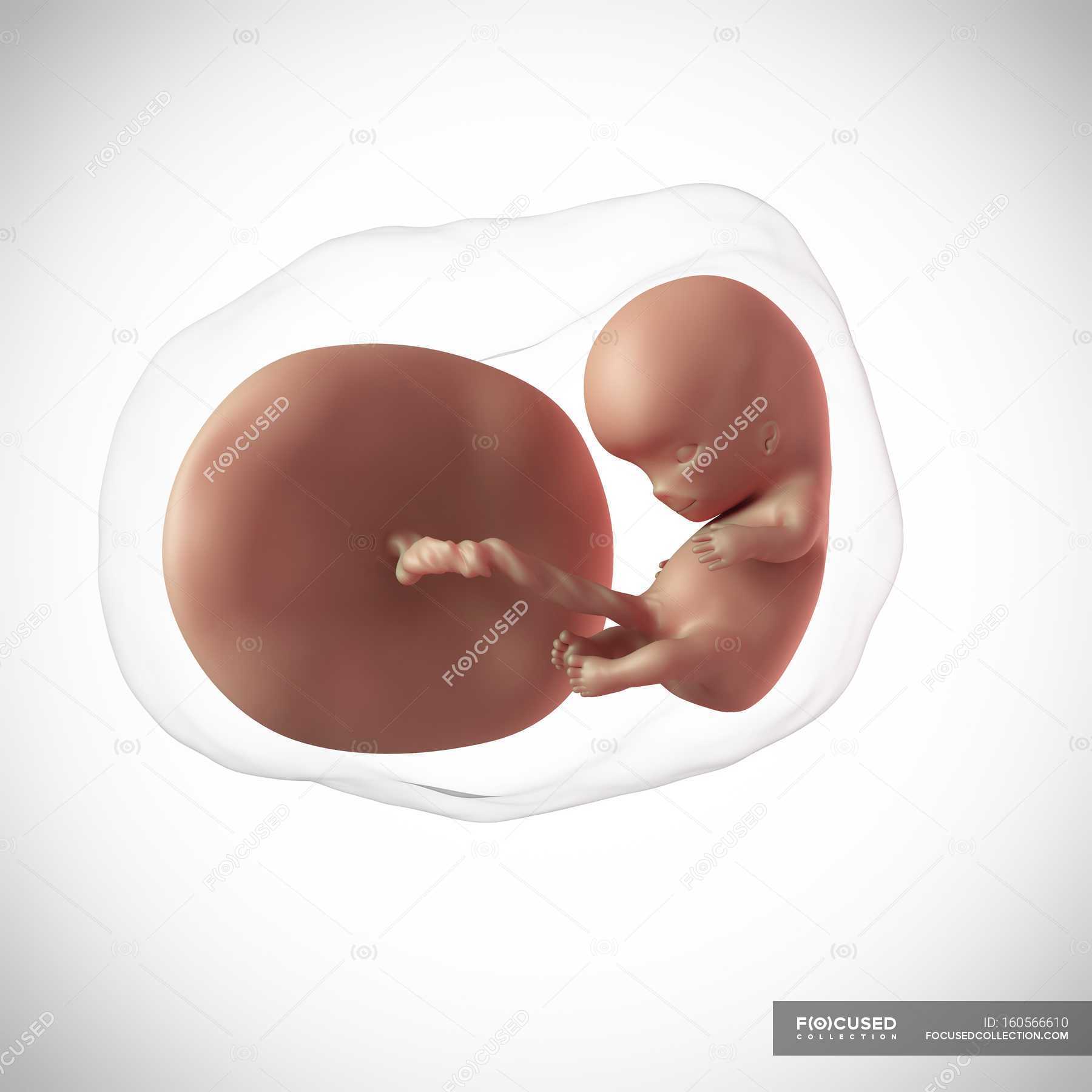 10 неделя 2024г. Плод на 10 неделе беременности. Человеческий эмбрион 10 недель.