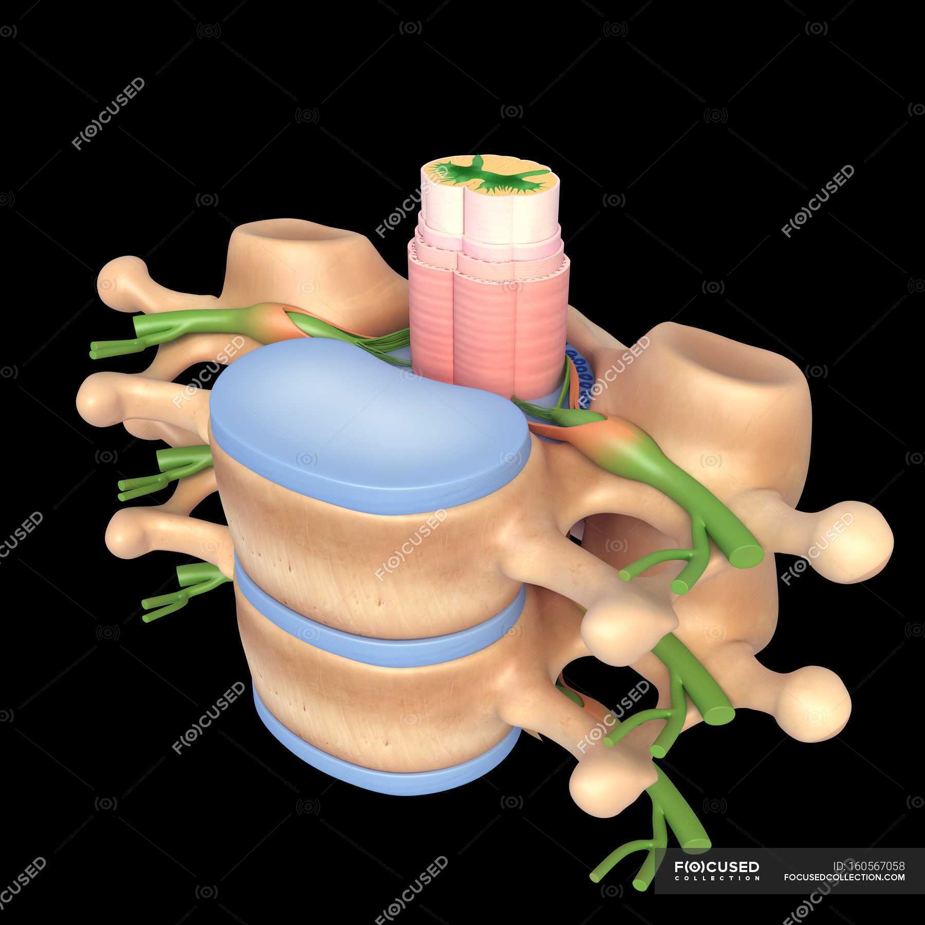 Structural anatomy of spine vertebrae — plain background, biological ...