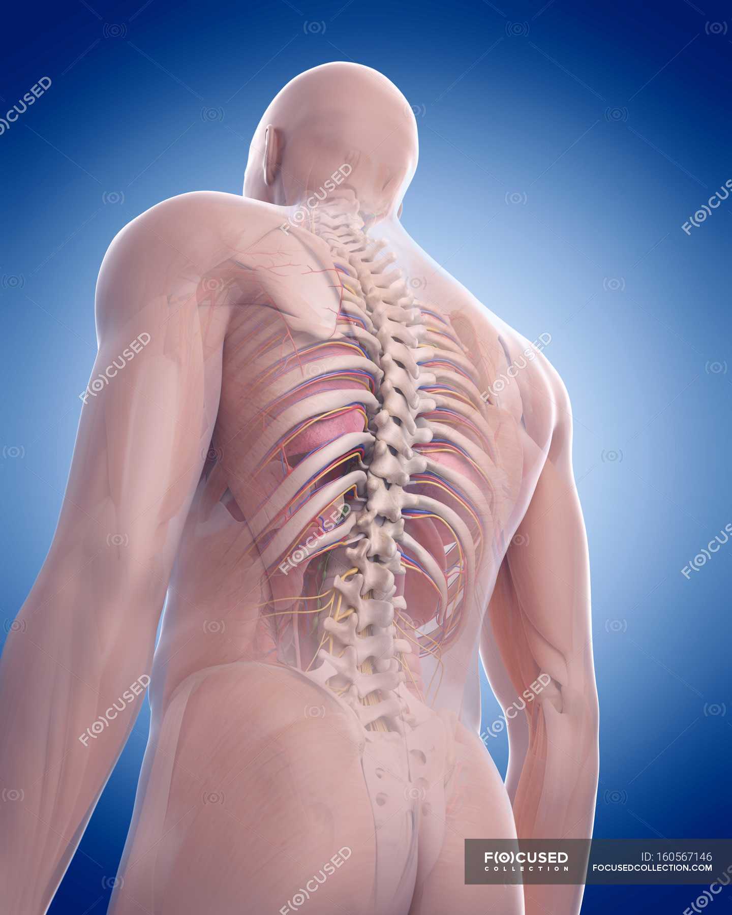 Skeletal System And Internal Organs Human Cut Out Stock Photo 160567146