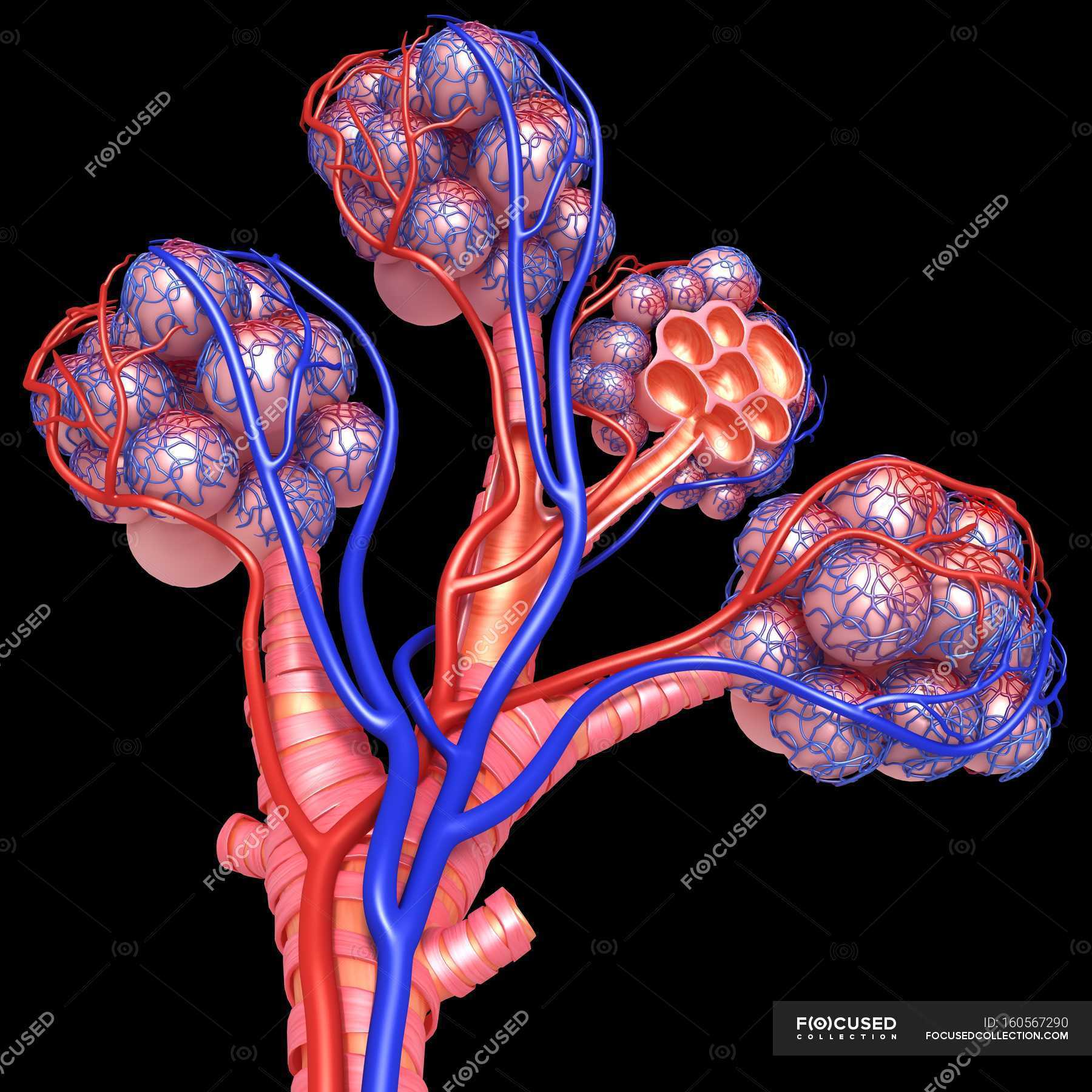 Struktur der Alveolen und — Rendern, Kunstwerk Stock
