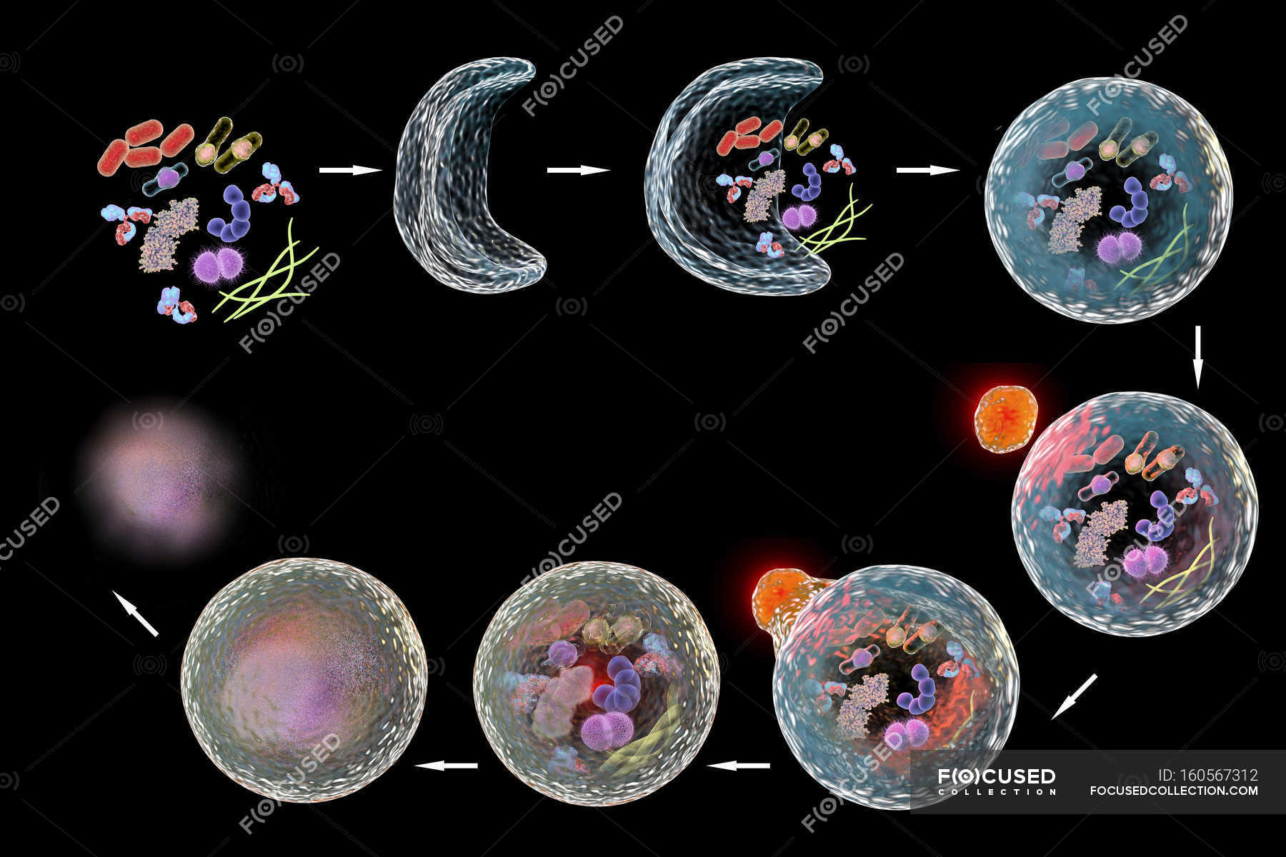 Stages Of Autophagy Mechanism — Biological, Yoshinori Ohsumi - Stock ...