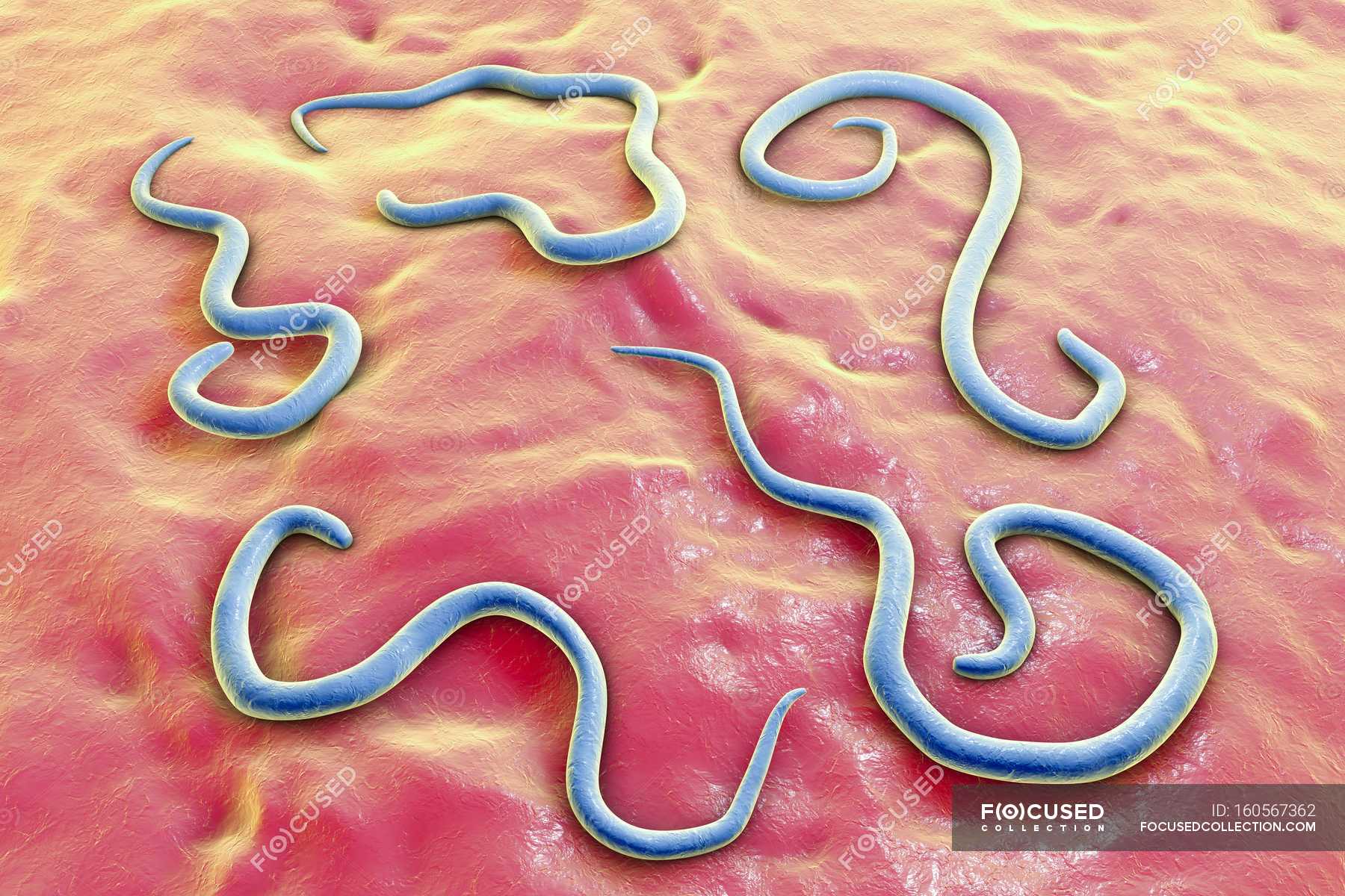 Dog Roundworm Parasite Endoparasite Canine Stock Photo 160567362