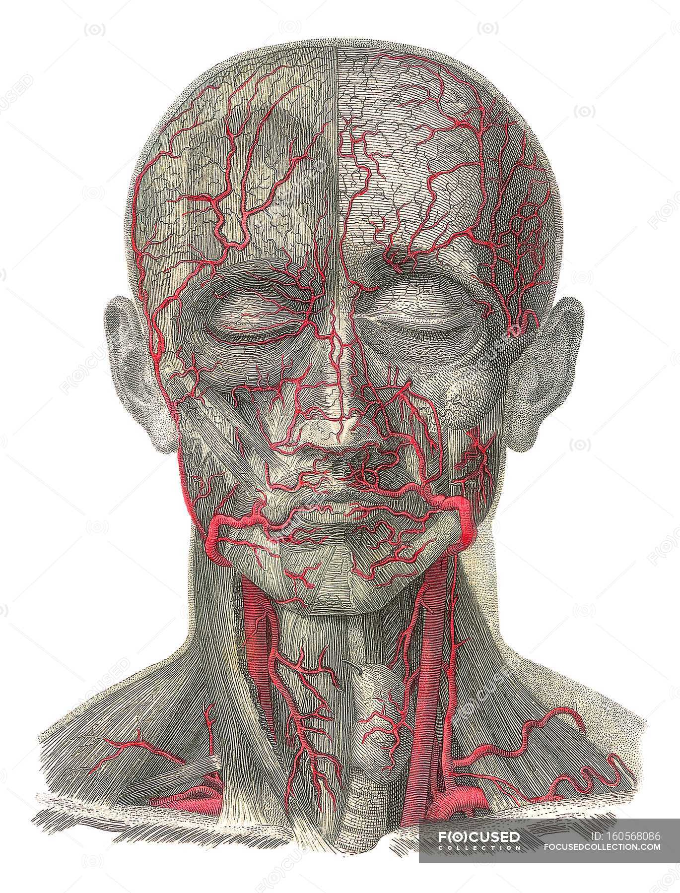 anatomical-structure-human-body-stock-vector-illustration-of-drawing