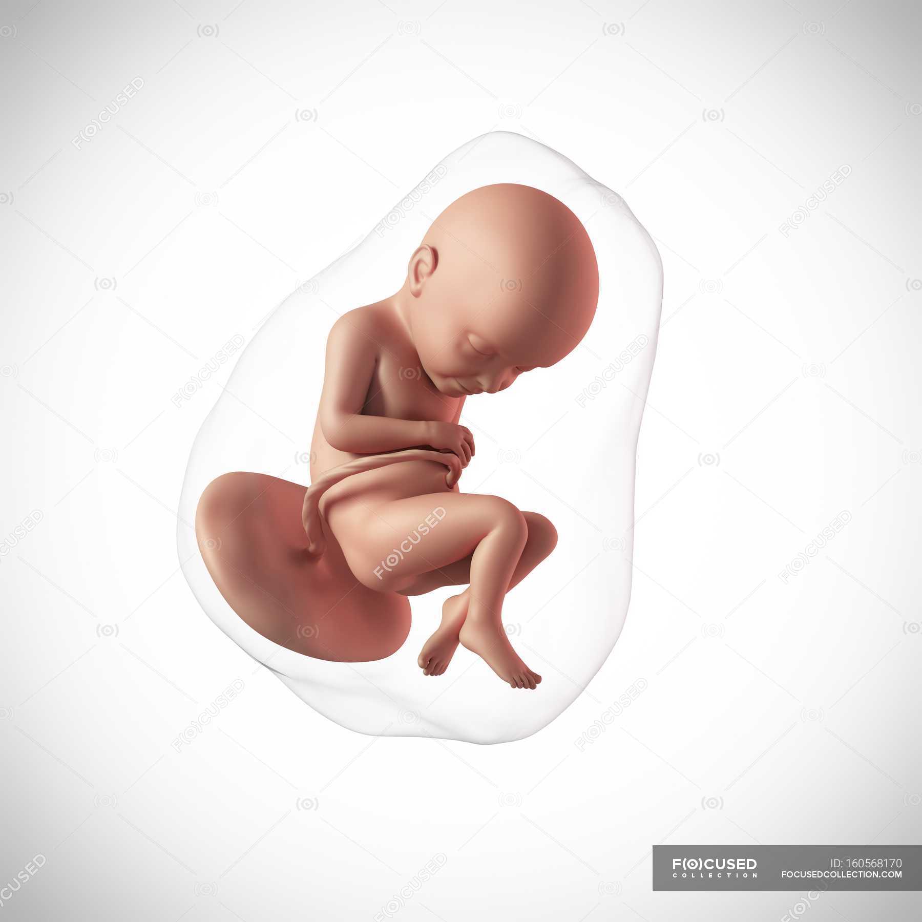 Беременность большая голова. Плод на 32 неделе беременности. 31-32 Неделя беременности. Эмбрион человека 32 недель.