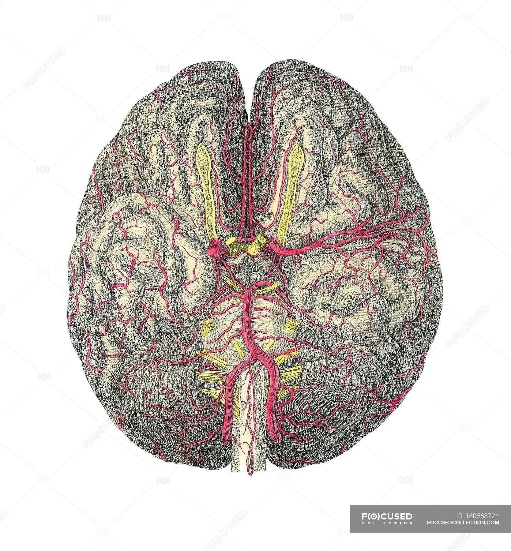 Blood vessels of the brain — anatomy, brain folds - Stock Photo