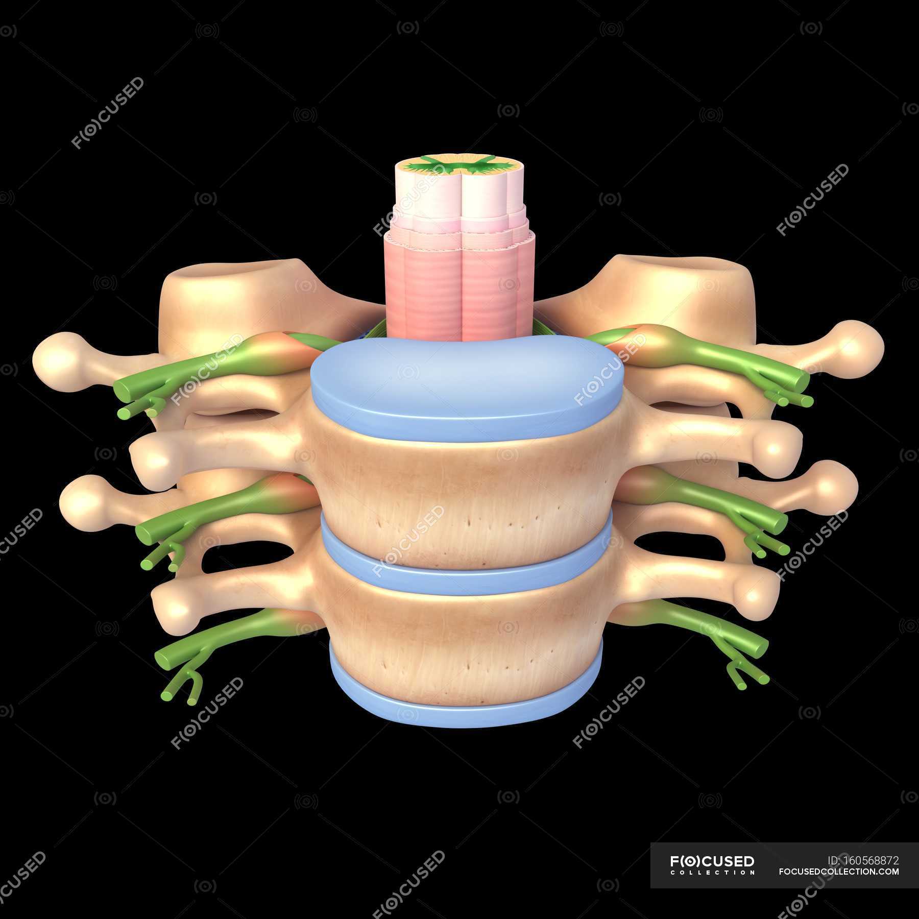 Structural anatomy of spine vertebrae — bone, human anatomy - Stock ...