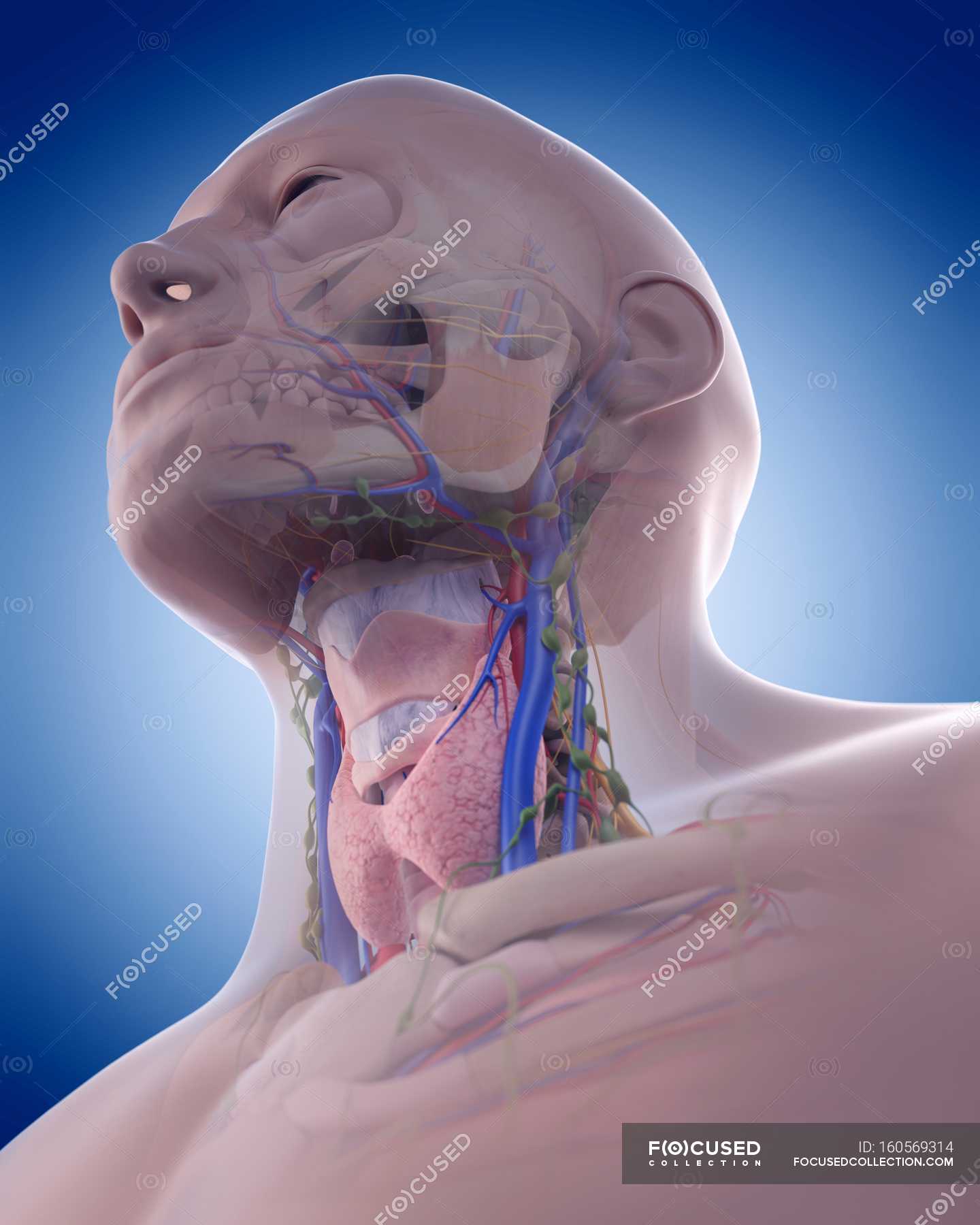Anatomy of human neck — science, health - Stock Photo | #160569314