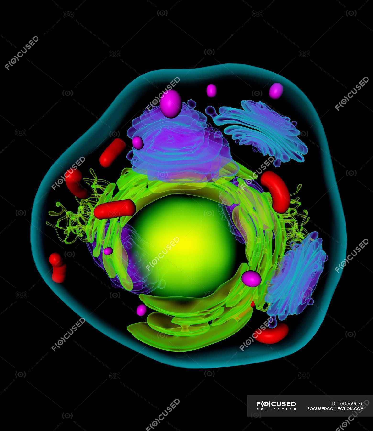 file-simple-diagram-of-animal-cell-numbers-svg-wikimedia-commons