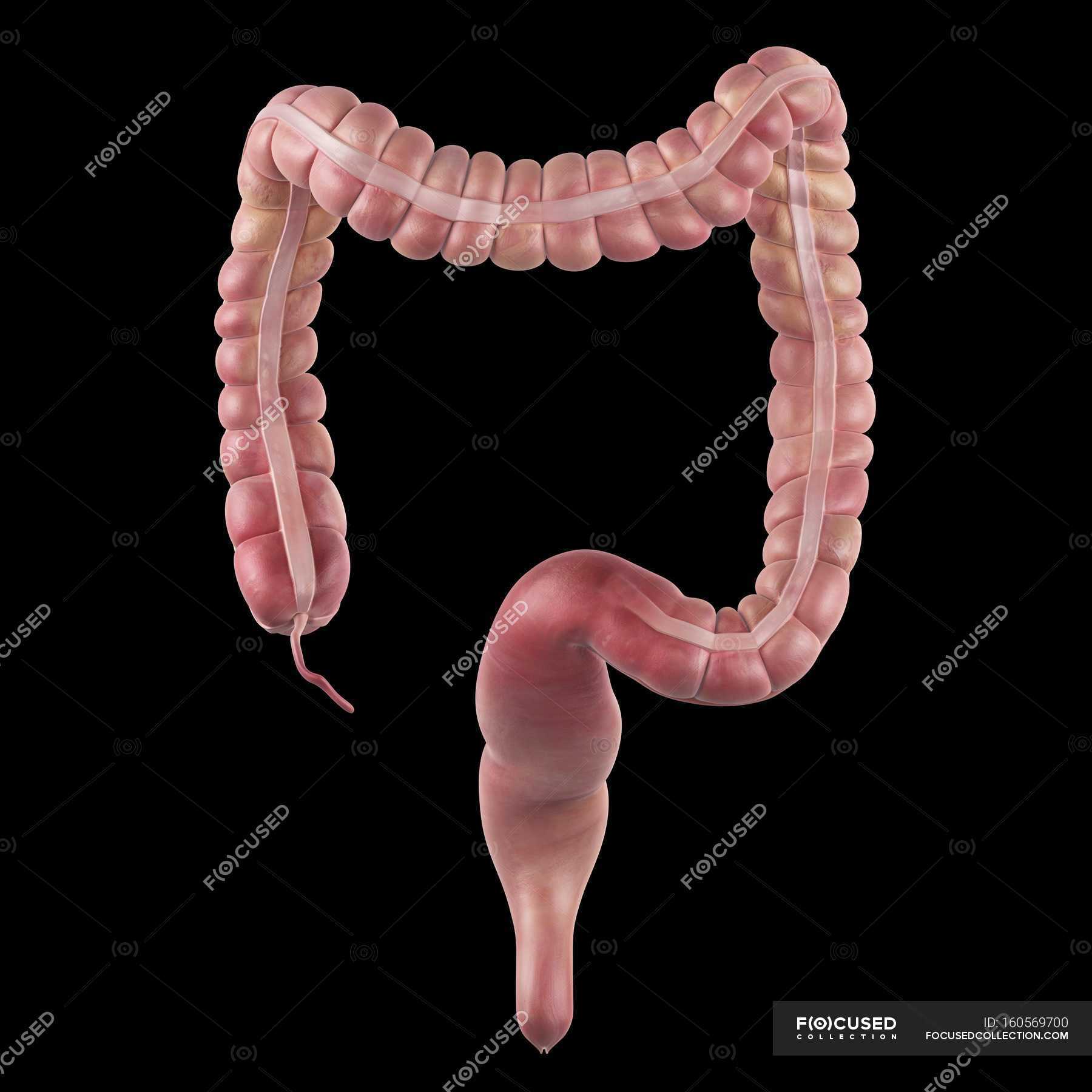 Large intestine Images - Search Images on Everypixel